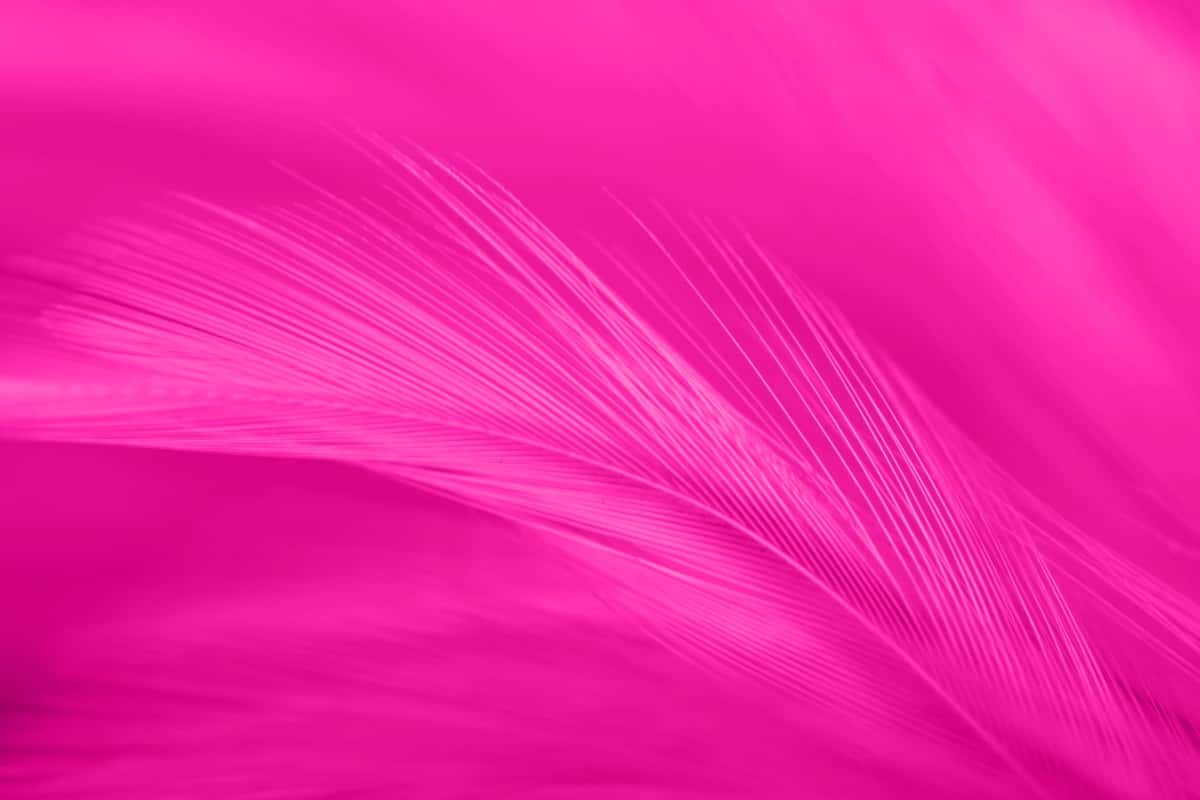 To'liq kadrli pushti patli surat | Full frame shot pink feather 1