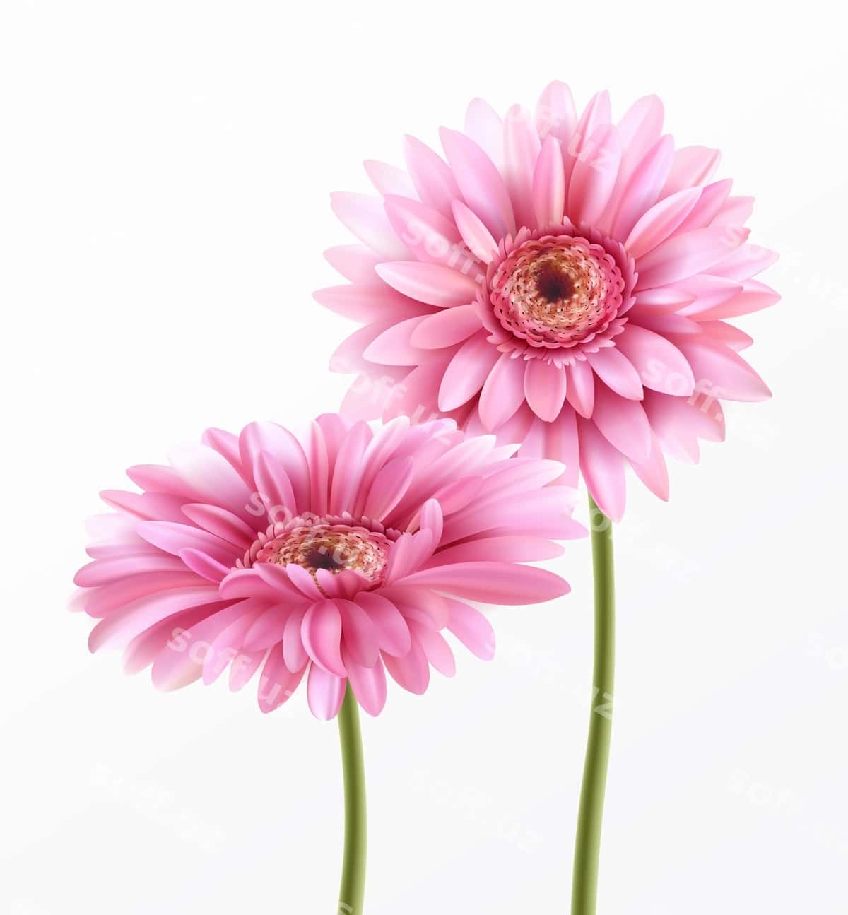 Gerbera guli bahor yozuvi | Gerbera flower spring lettering 1