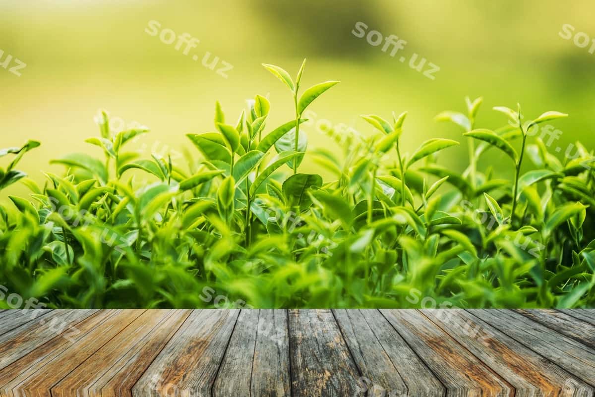 Yashil choy yangi barglari | Green tea fresh leaves 1