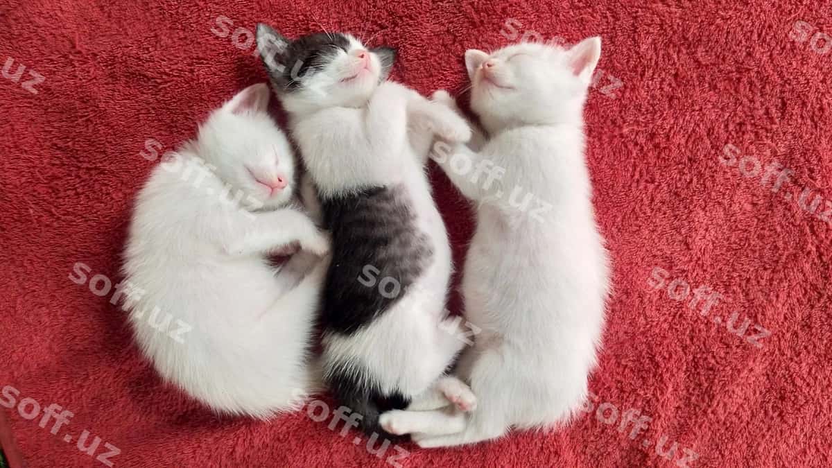 Yuqori burchak ko'rinishi mushuklar g'ilami | High angle view cats carpet 1
