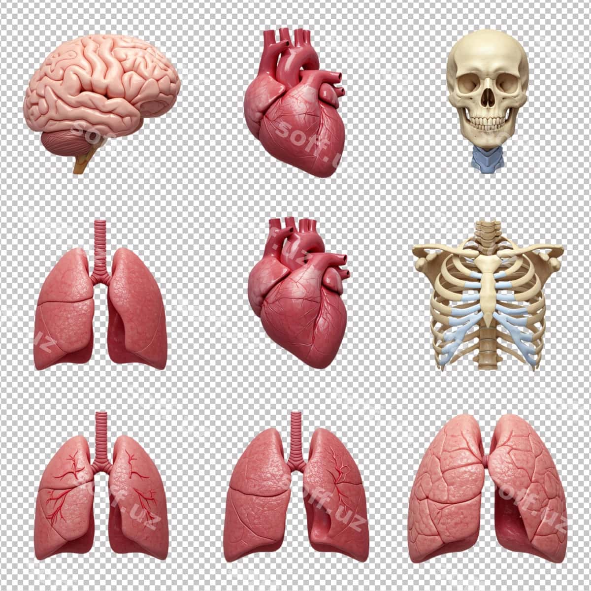 Inson organlari uch o'lchovli modellar | Human organs 3d models 1