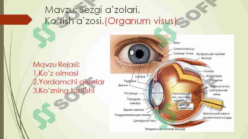 Sezgi a’zolari. Ko’rish a’zosi.(Organum visus) 1