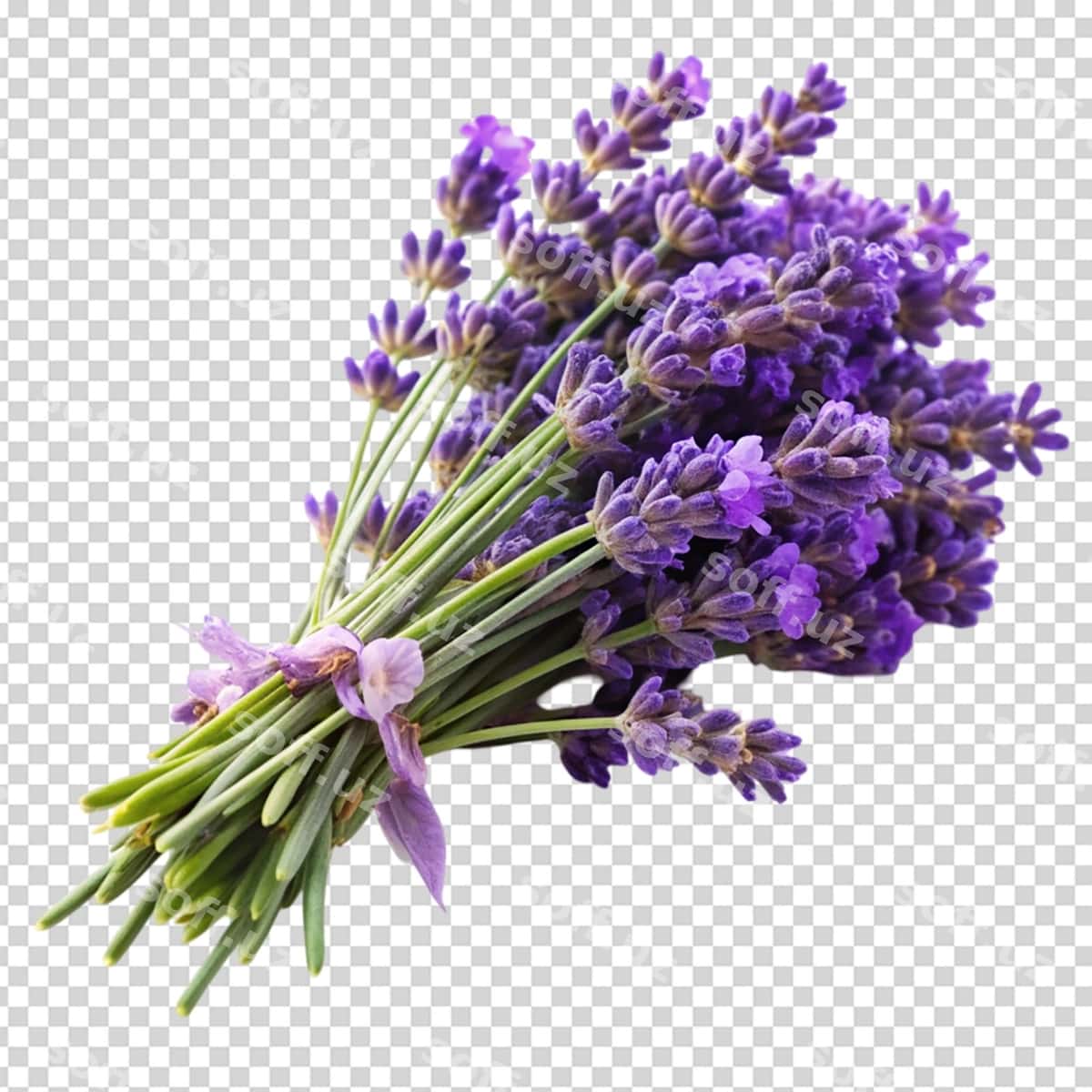 Lavanta ajraltirilgan oq fonda | Lavender isolated white background 1