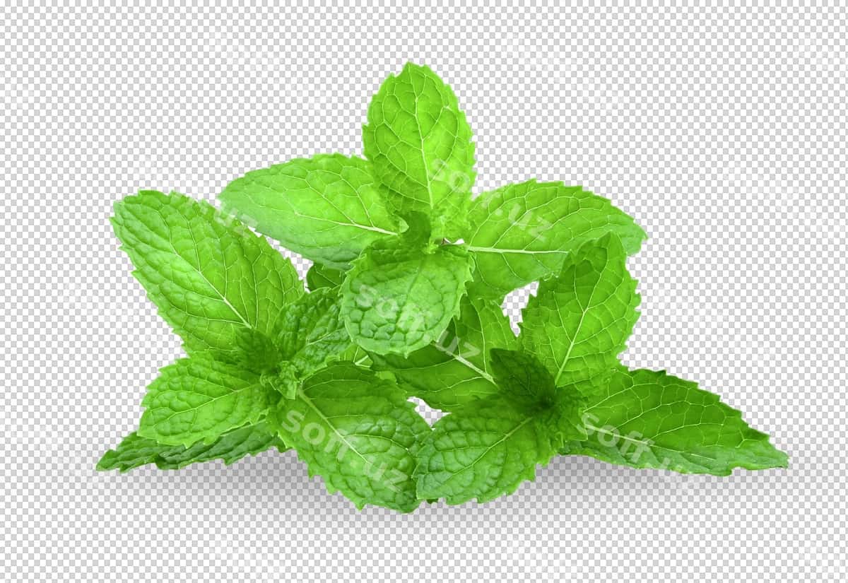 Nane yapraklari ajraltirilgan alpha qatlam | Mint leaves isolated alpha layer 1