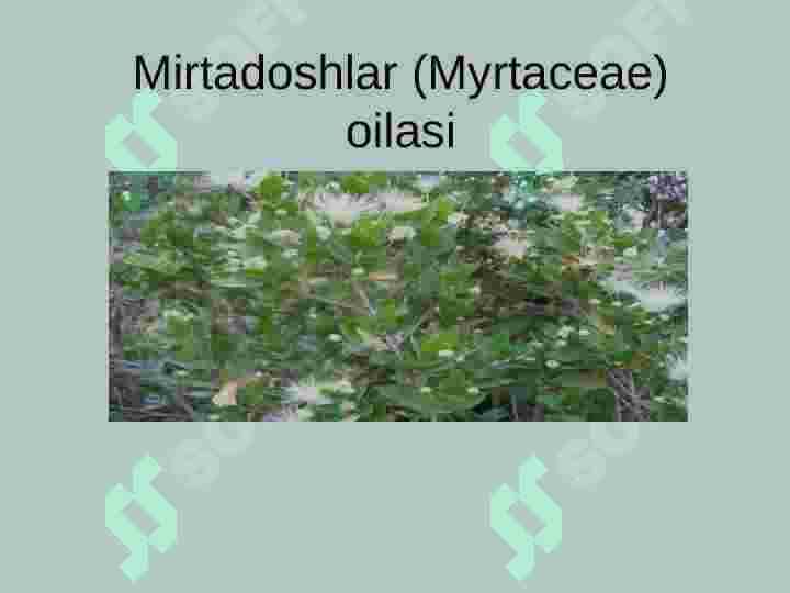 Mirtanomalar qabilasi 2