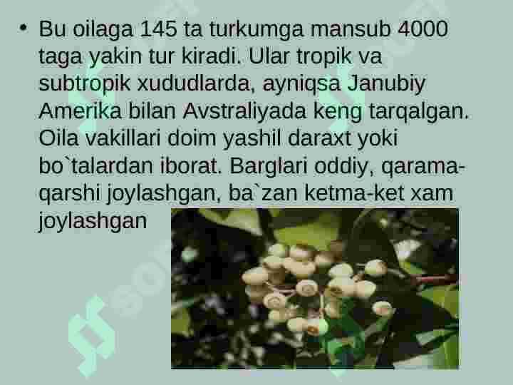 Mirtanomalar qabilasi 3