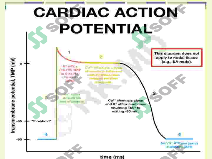 EKG 7