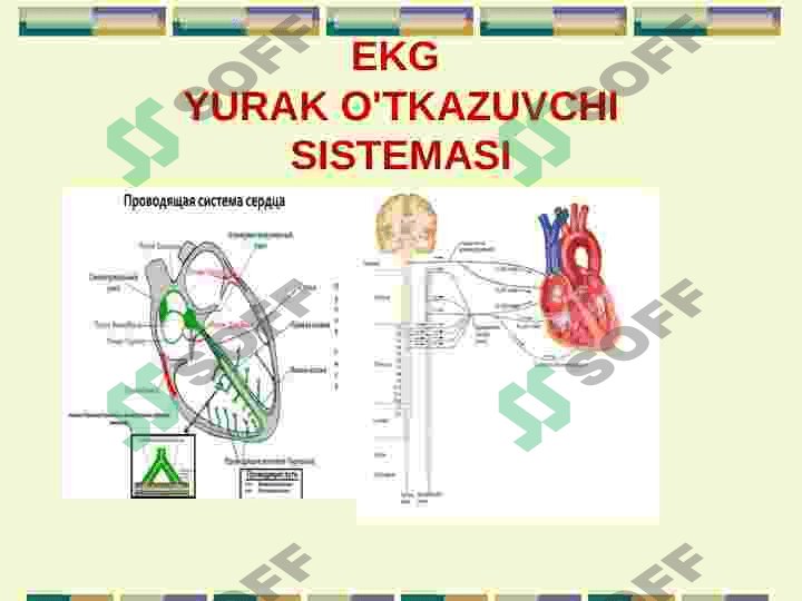 EKG 8