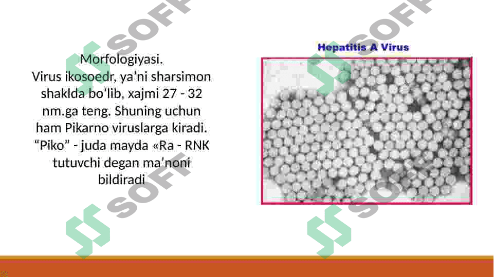 ibfeksion gepatitlarni qo'zg'atuvchi viruslar 4