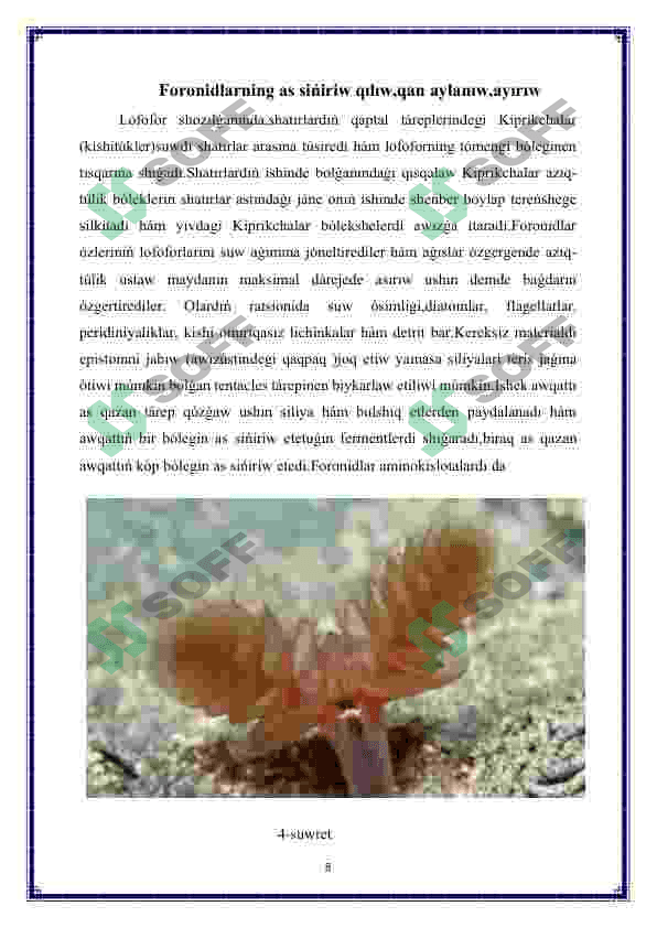 Foronidalar-Phoronida 8