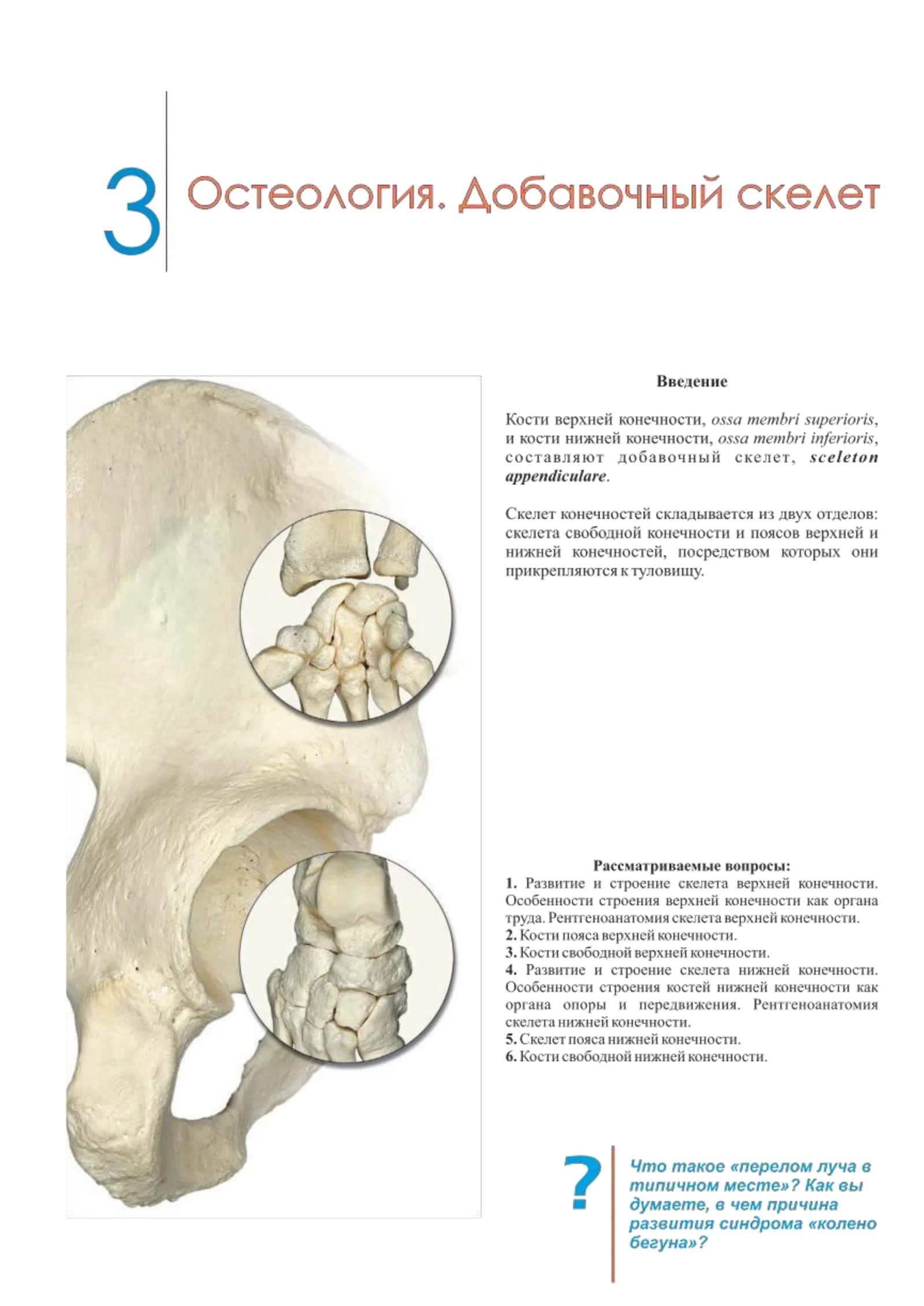 Раздел 3. Остеология. Добавочный скелет 1