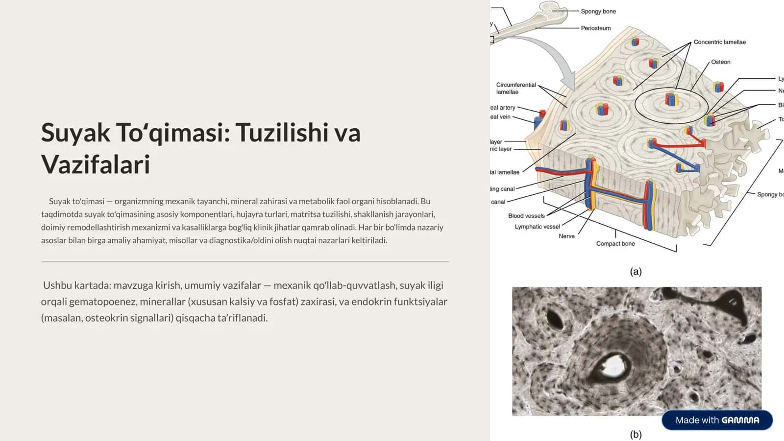 Suyak toʻqimasi 1