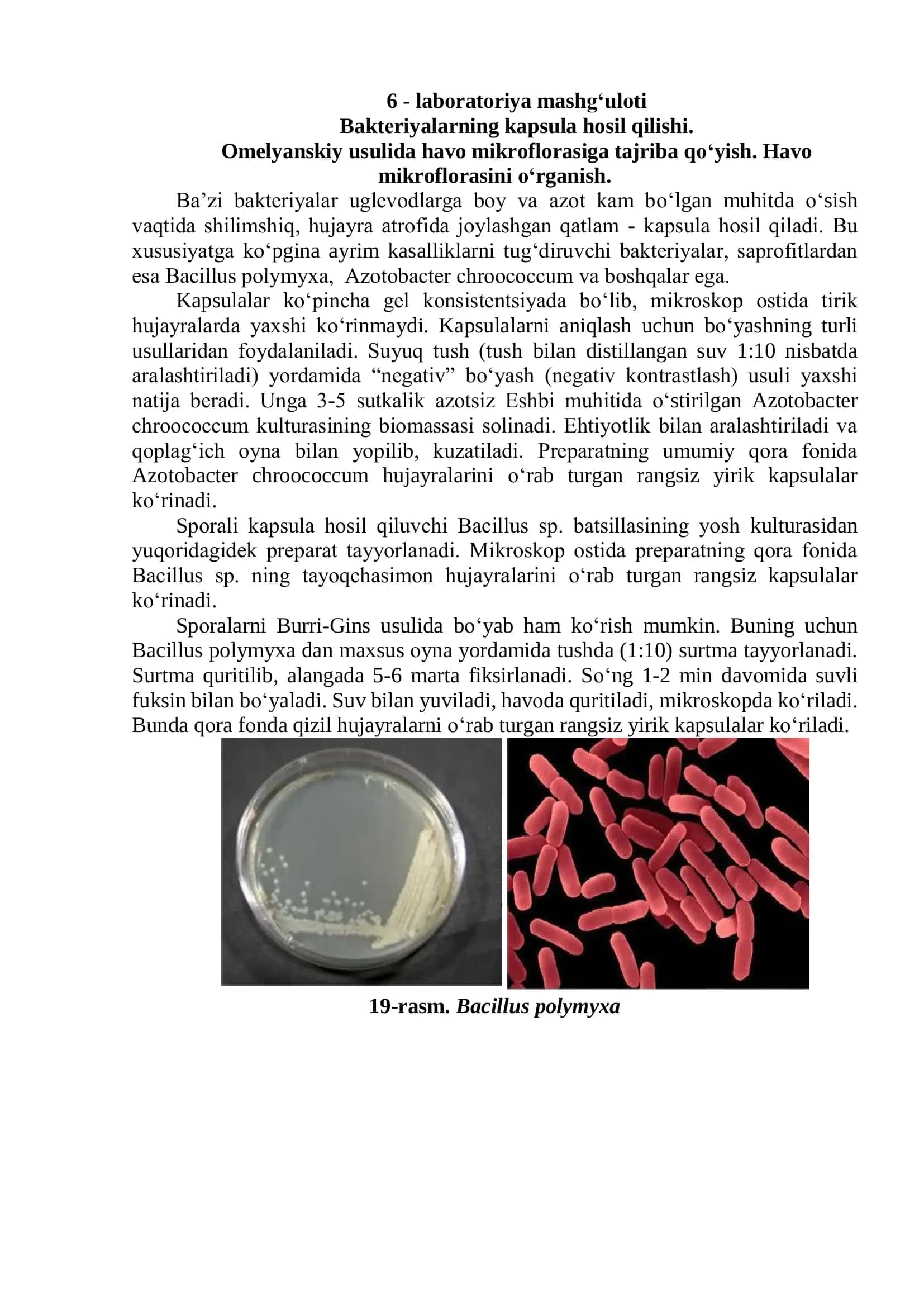 Baktеriyalarning kapsula hosil qilishi 1