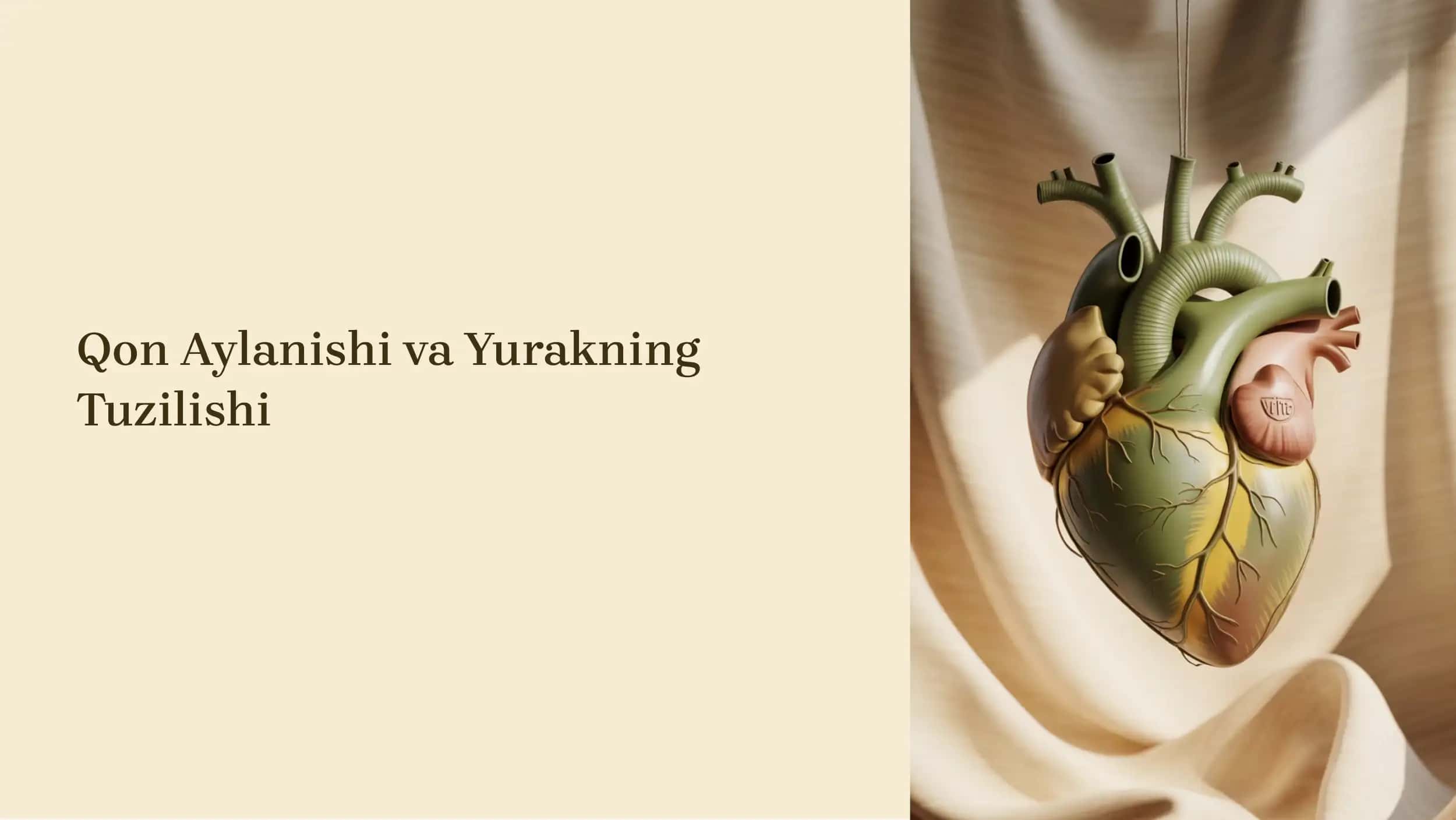Qon Aylanishi va Yurakning Tuzilishi 1