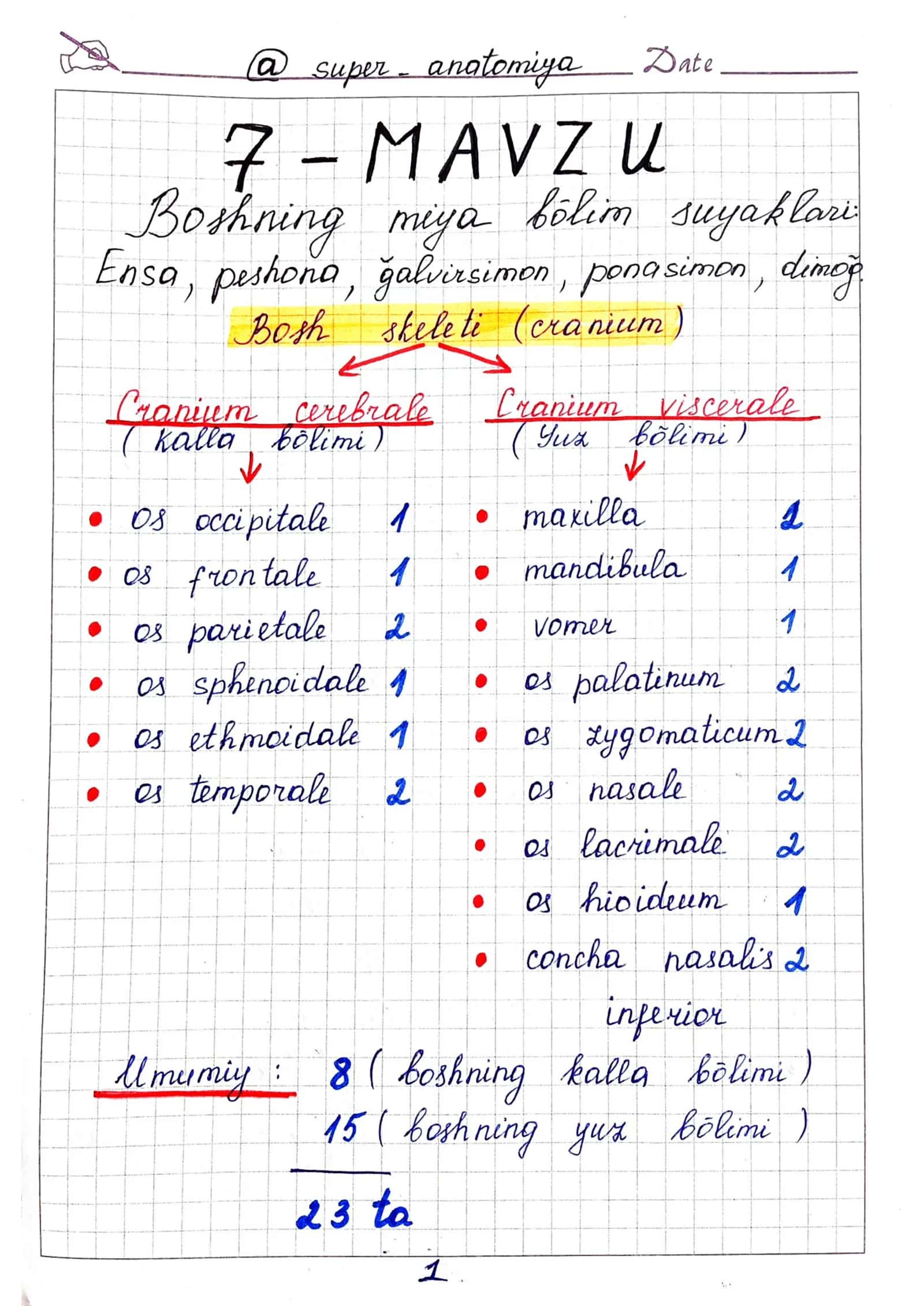 Ensa, ponasimon, peshona, g'alvirsimon, dimog' suyaklari anatomiyasi 1
