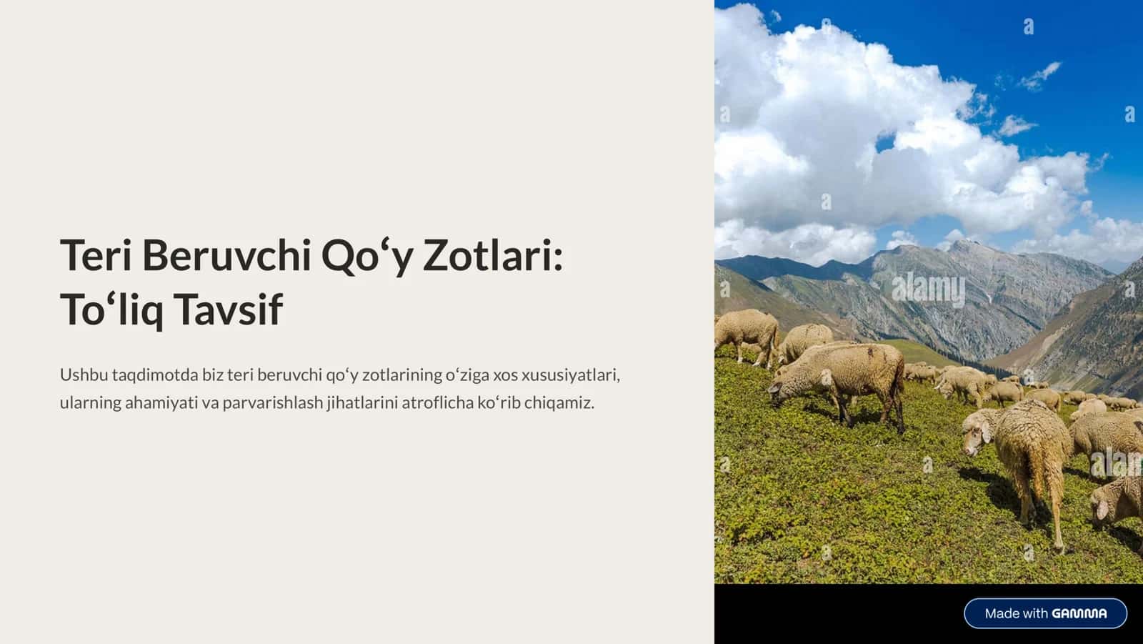 Teri Beruvchi Qo'y Zotlari 1