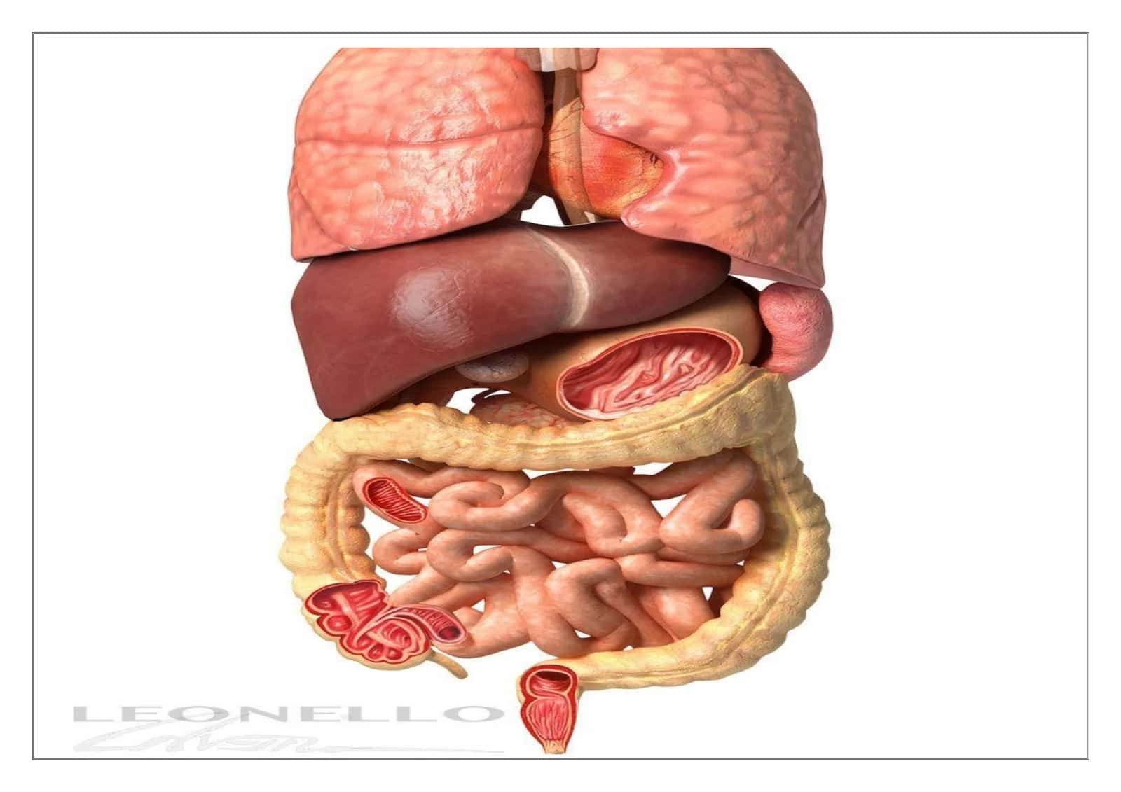 biologiya 1