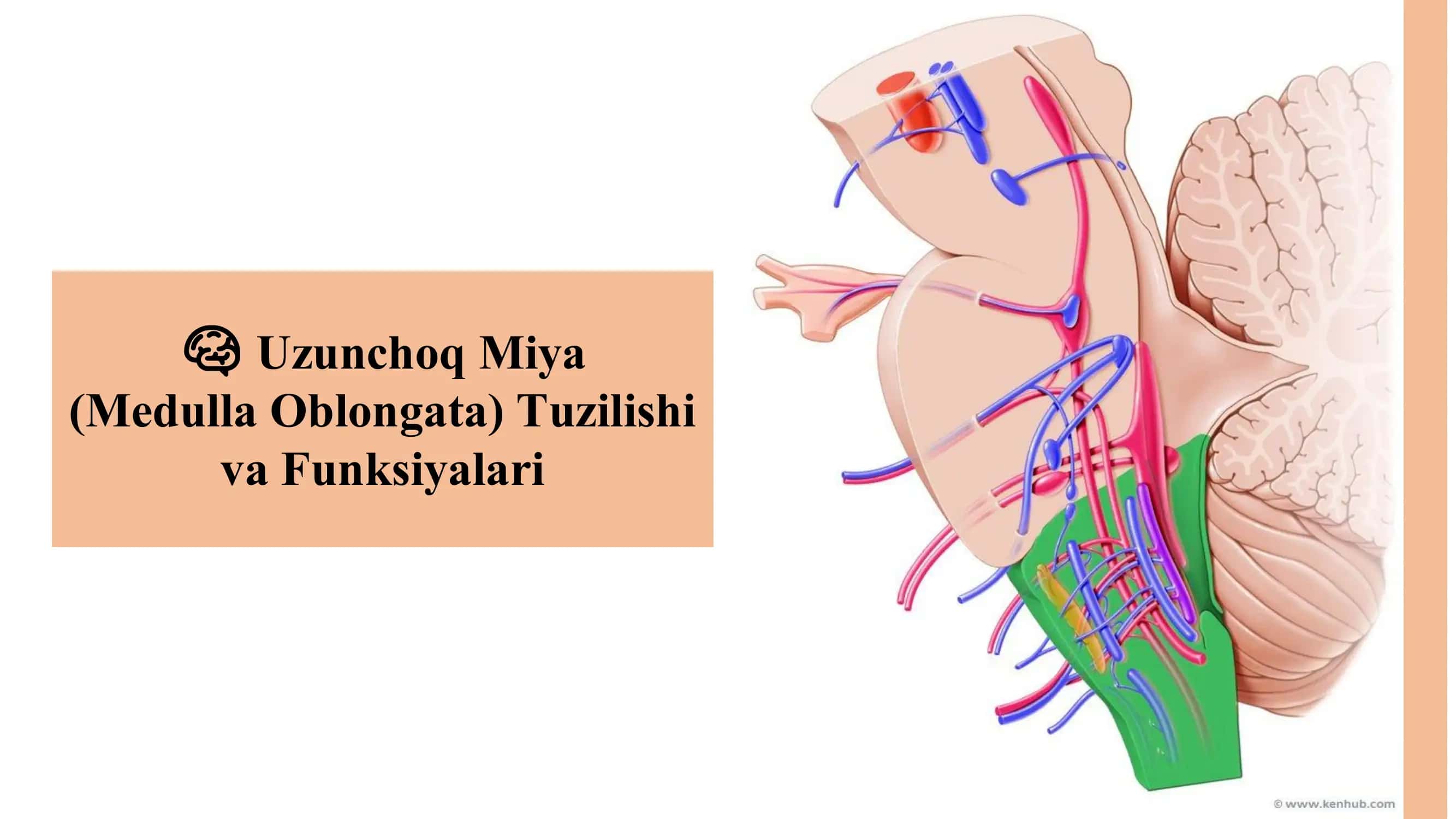 Uzunchoq Miya (Medulla Oblongata) Tuzilishi va Funksiyalari 1