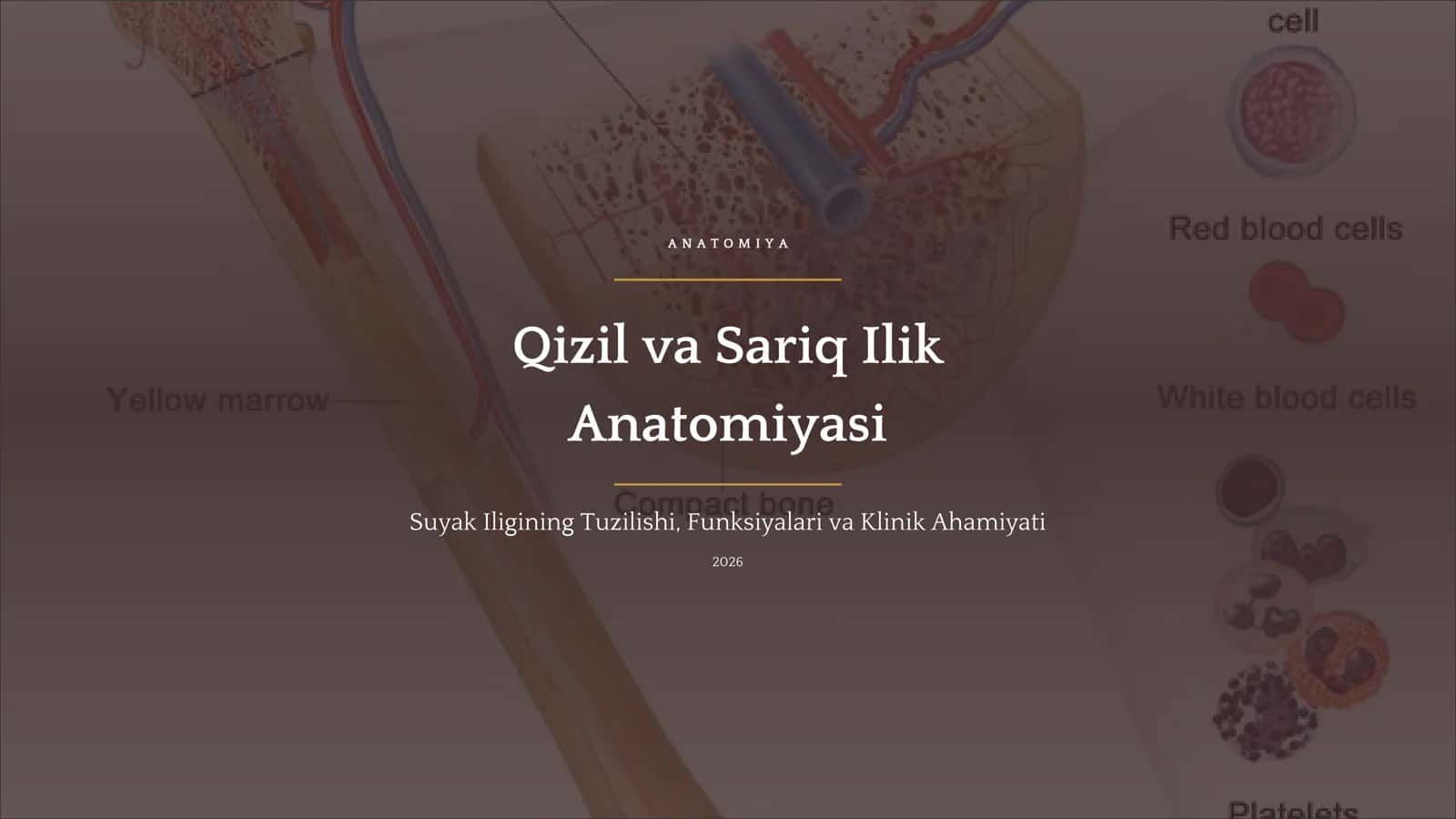 Qizil va Sariq Ilik Anatomiyasi 1