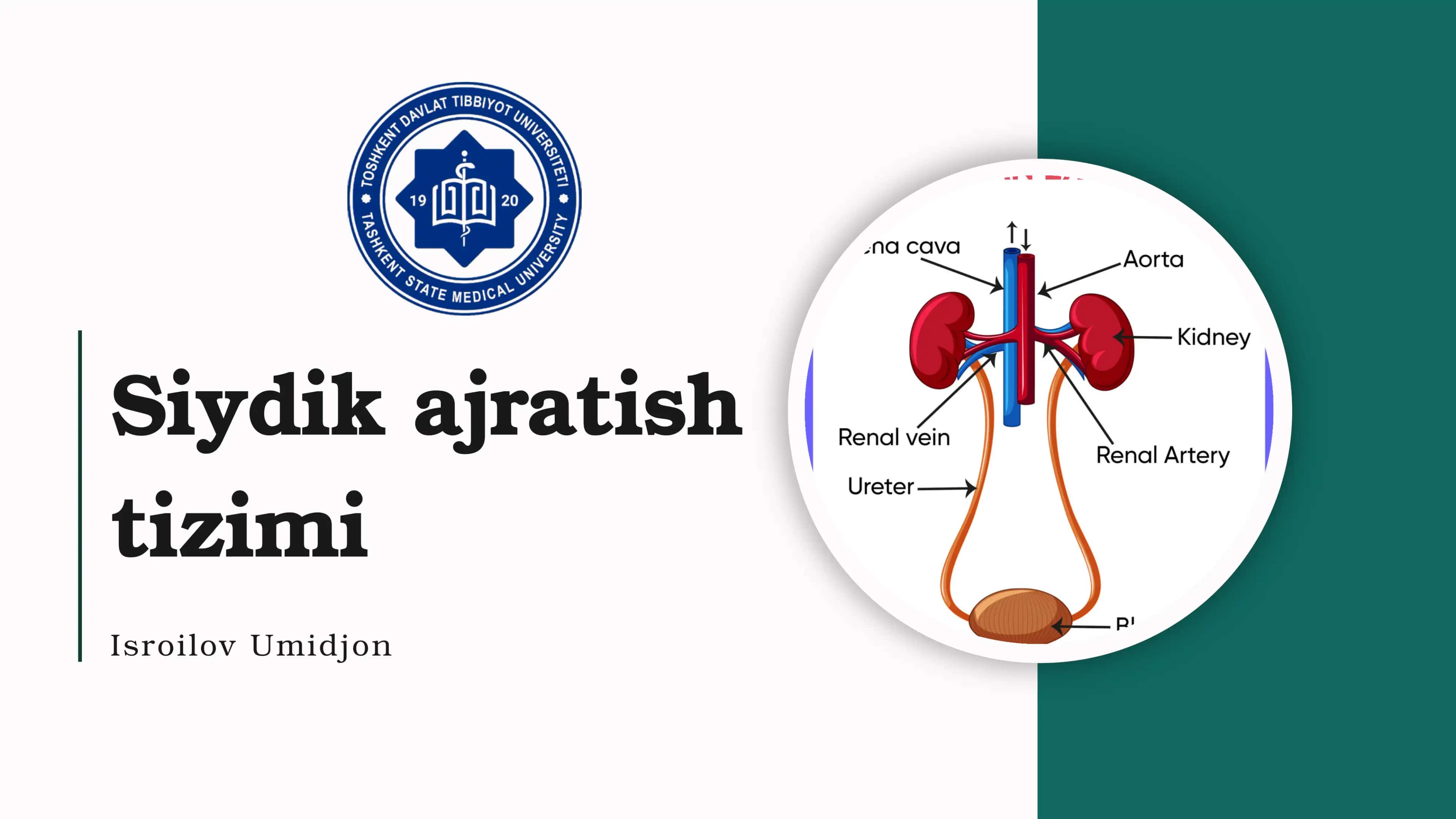 Siydik ajratish tizimi 1