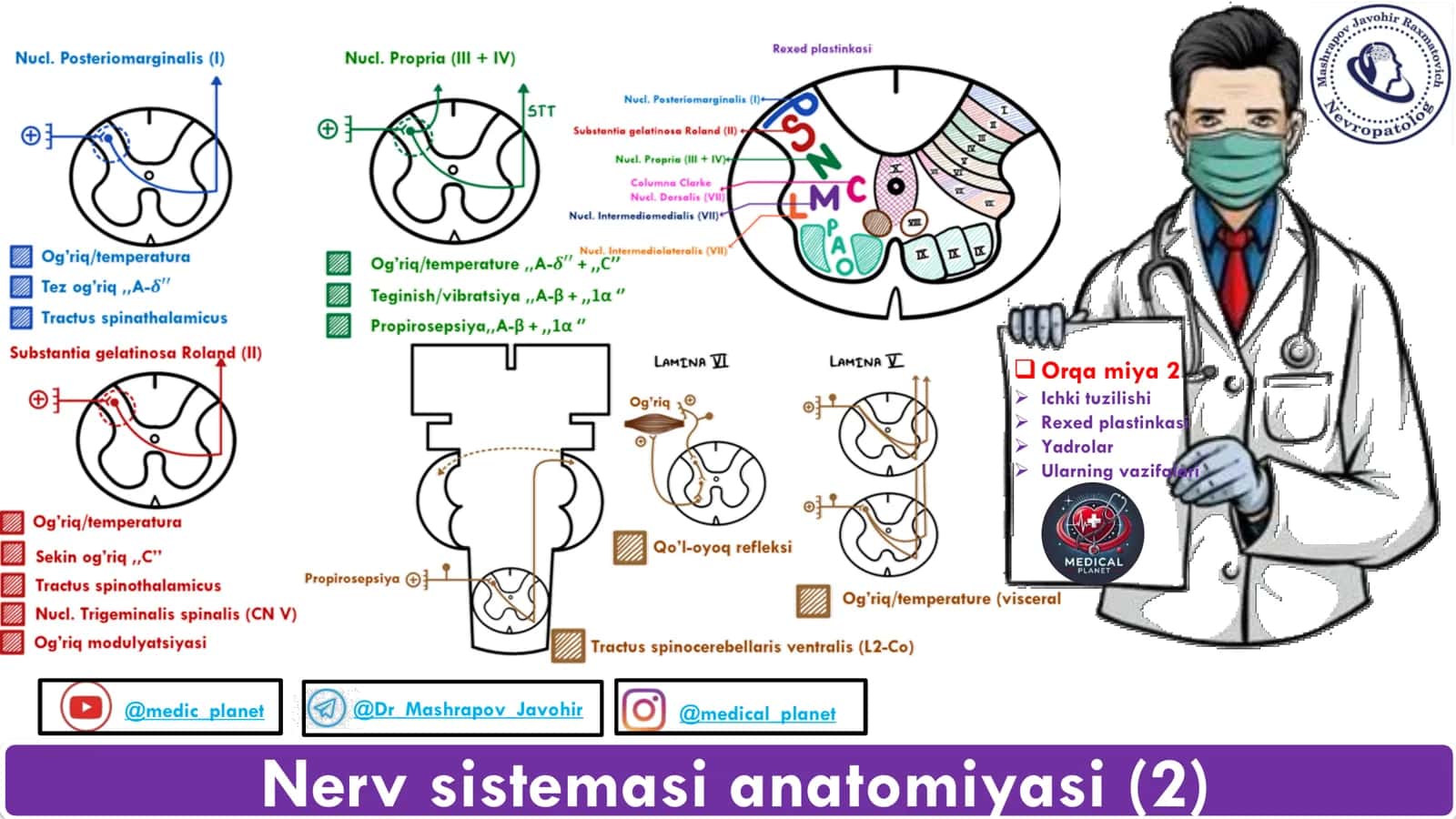 Nerv sistemasi anatomiyasi 1