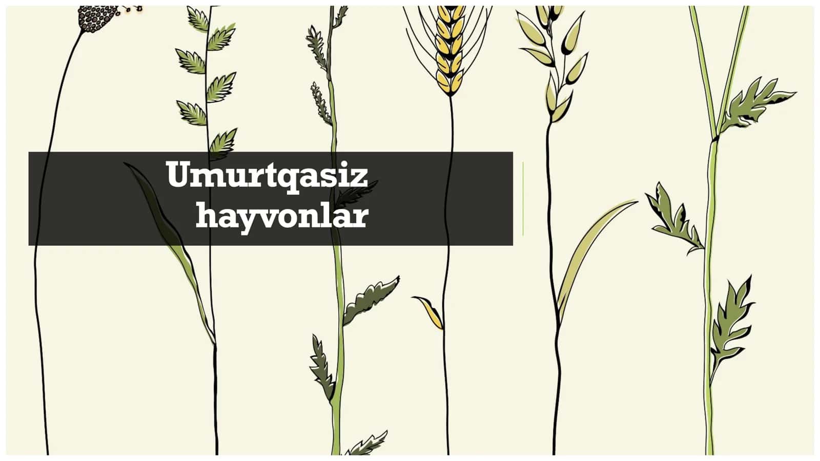 Umurtqasiz hayvonlar 1