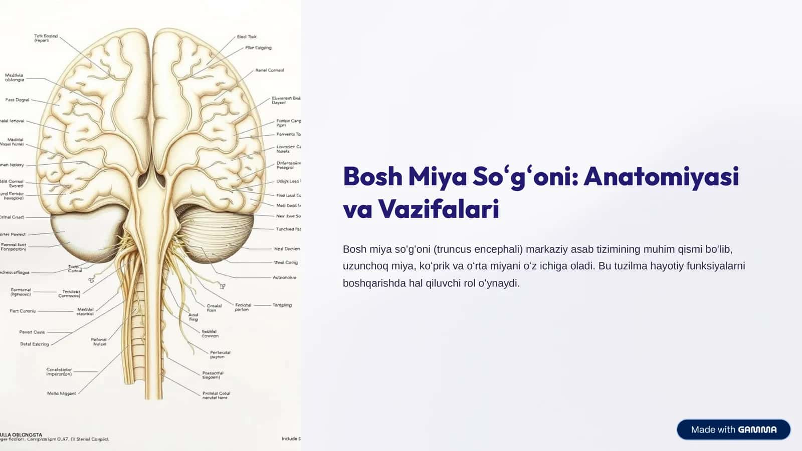 Bosh Miya So»g»oni: Anatomiyasi va Vazifalari 1