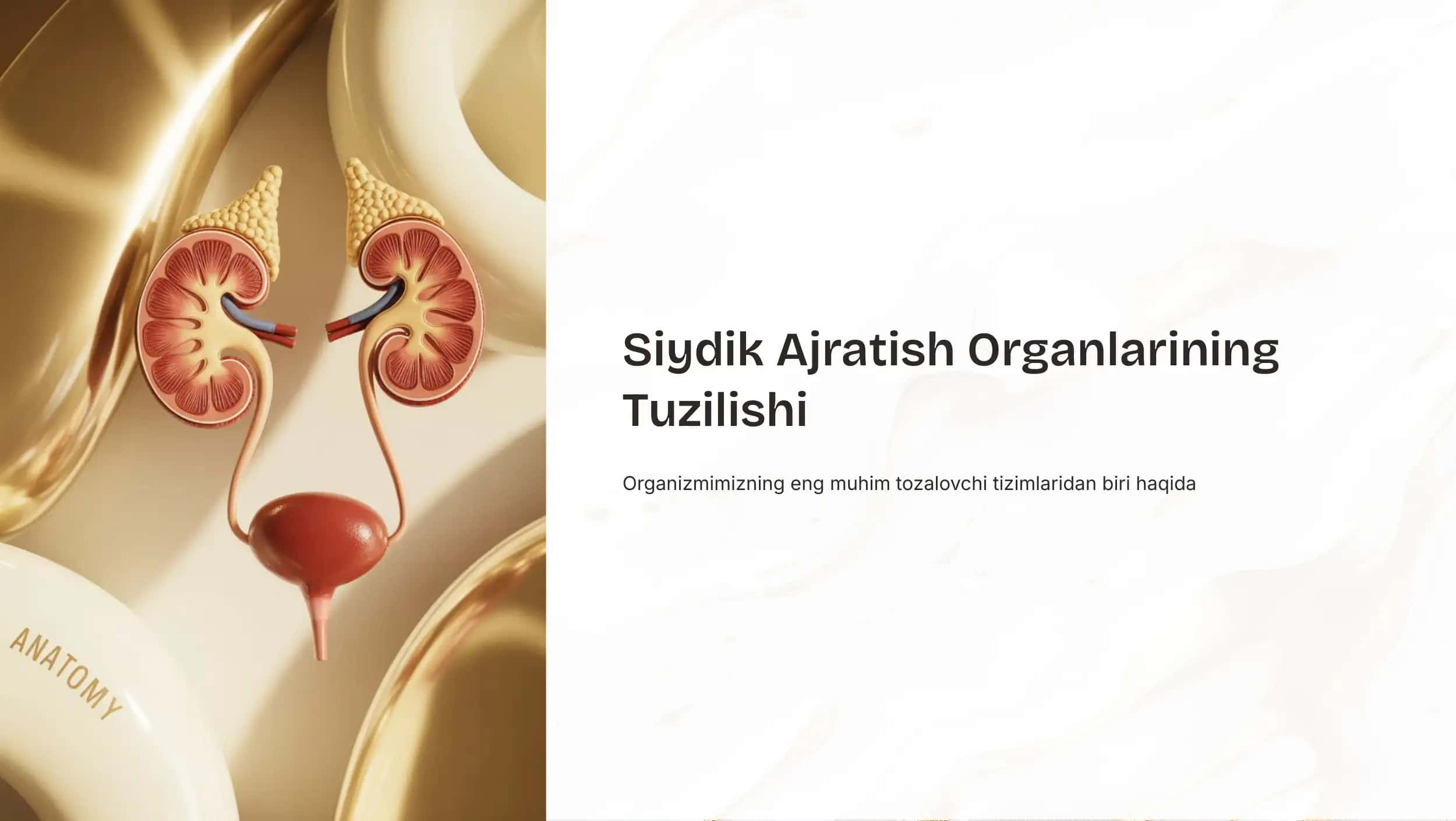 Siydik Ajratish Organlarining Tuzilishi 1