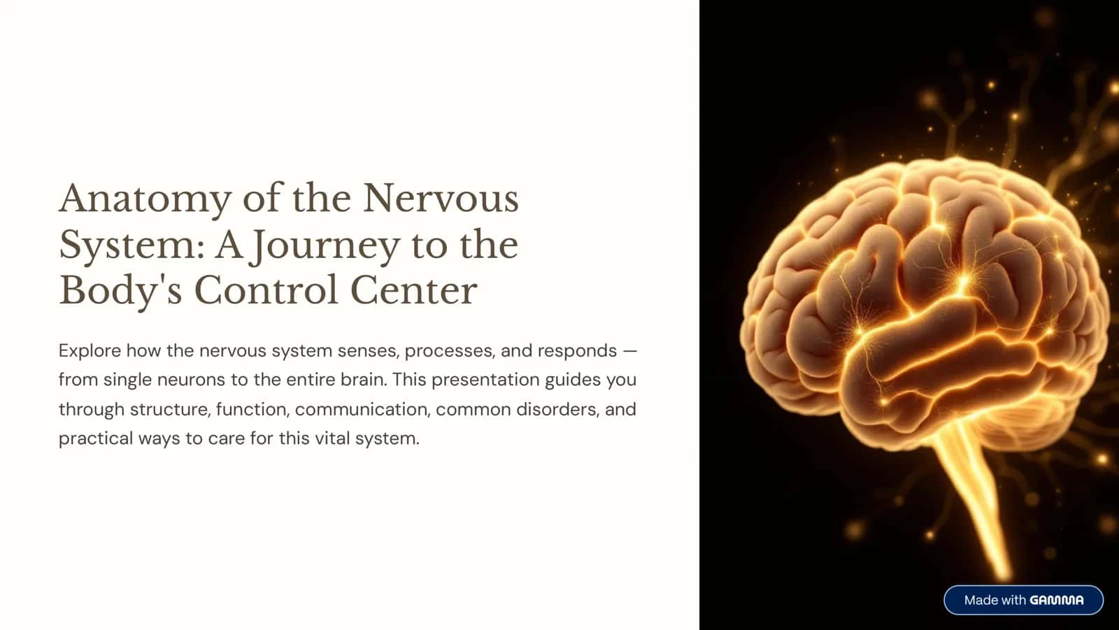 Anatomy of the Nervous System: A Journey to the Body's Control Center 1