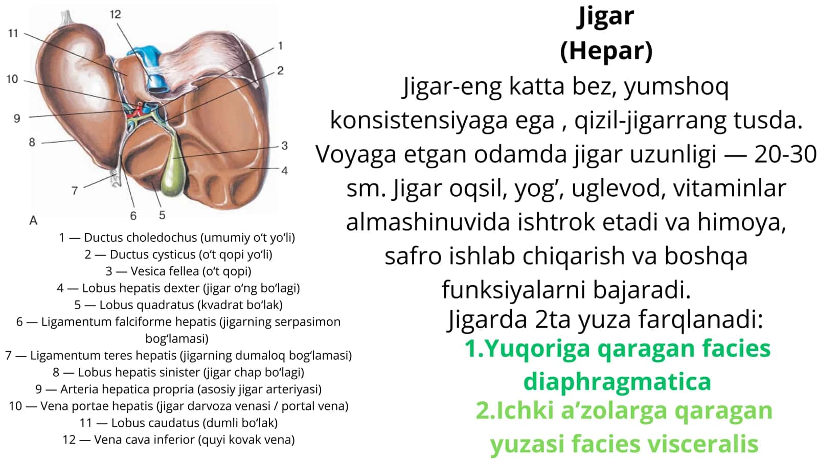 Jigar anatomiyasi 1