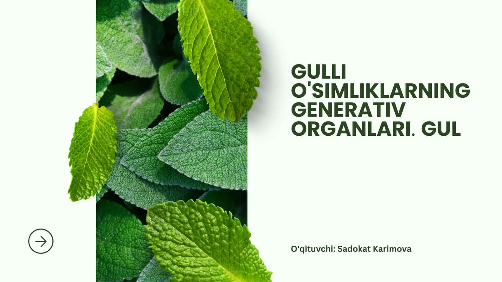 O'Simliklarning Generativ Organlari 1