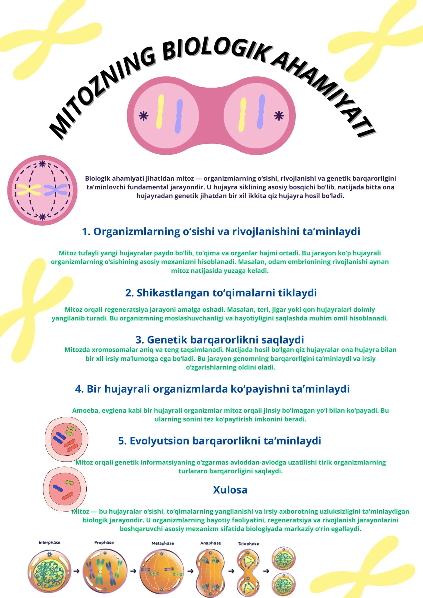 Mitozning biologik ahamiyati 1