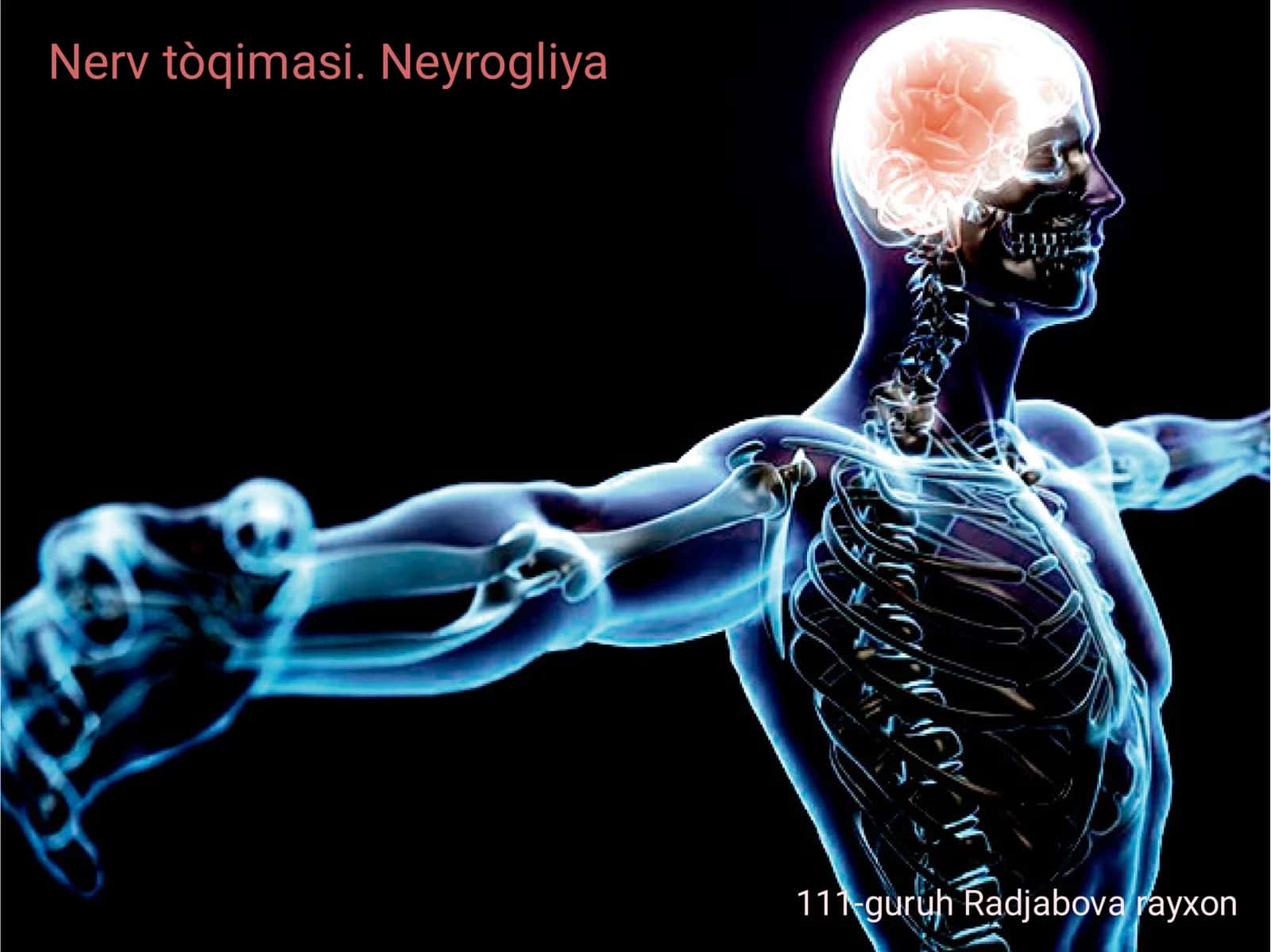 Nerv toʻqimasi 1