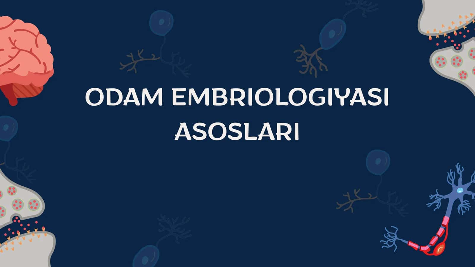 Odam Embriologiyasi 1