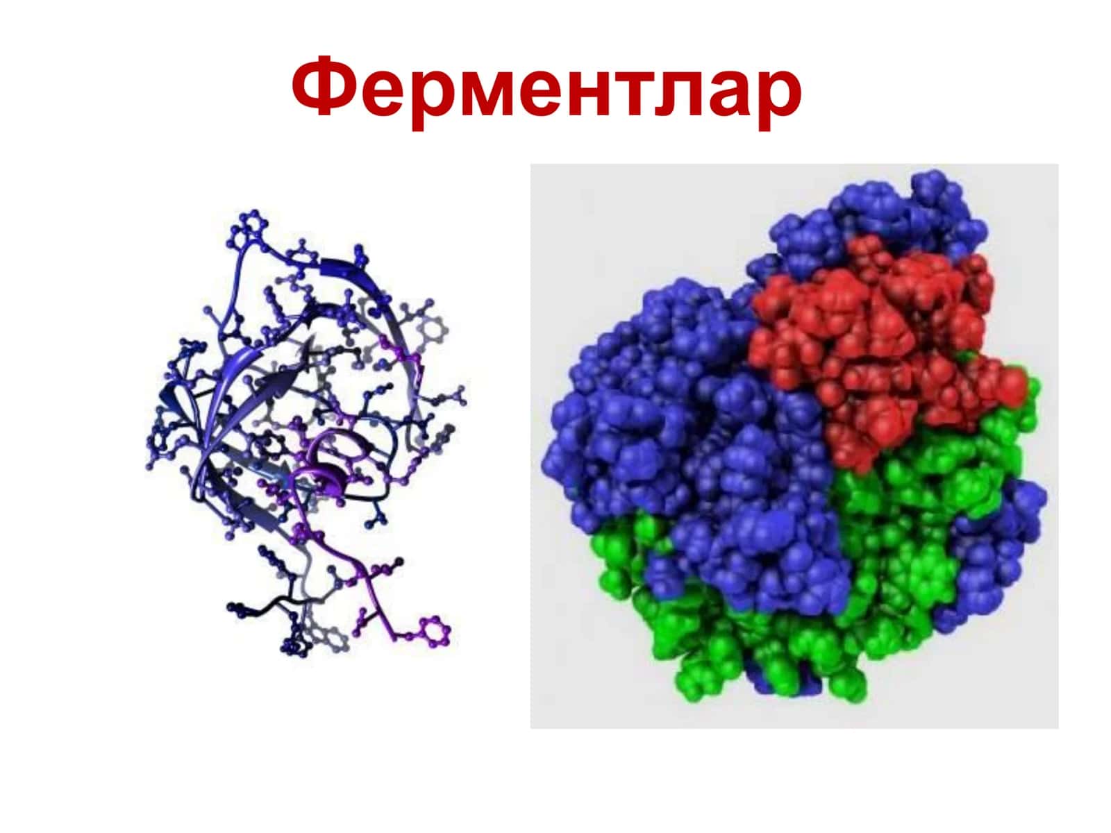 Ферментлар 1