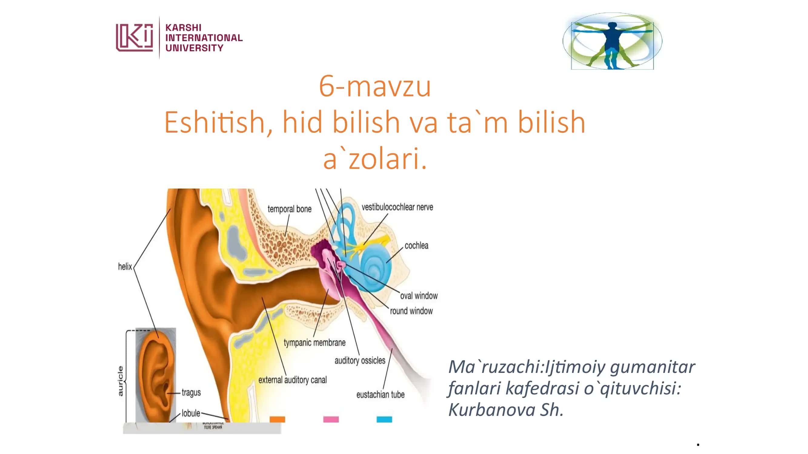 Eshitish, hid bilish va ta`m bilish a`zolari 1