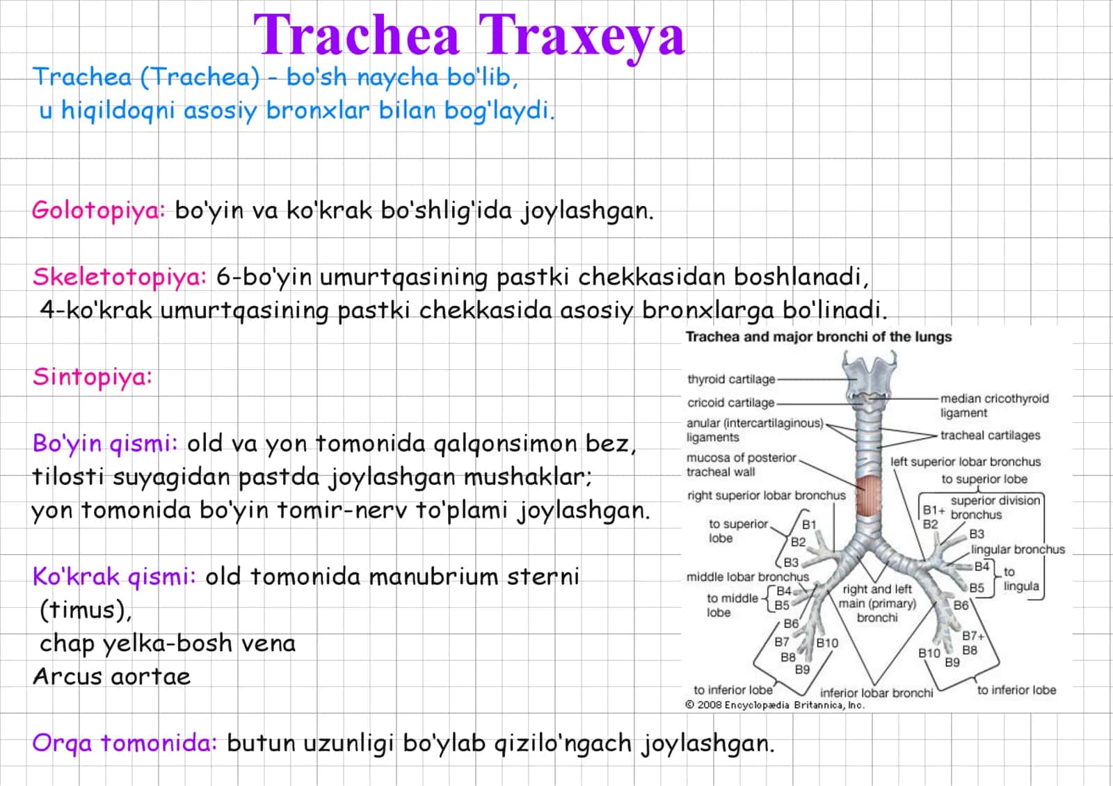 traxeyalar toʻliq. 1