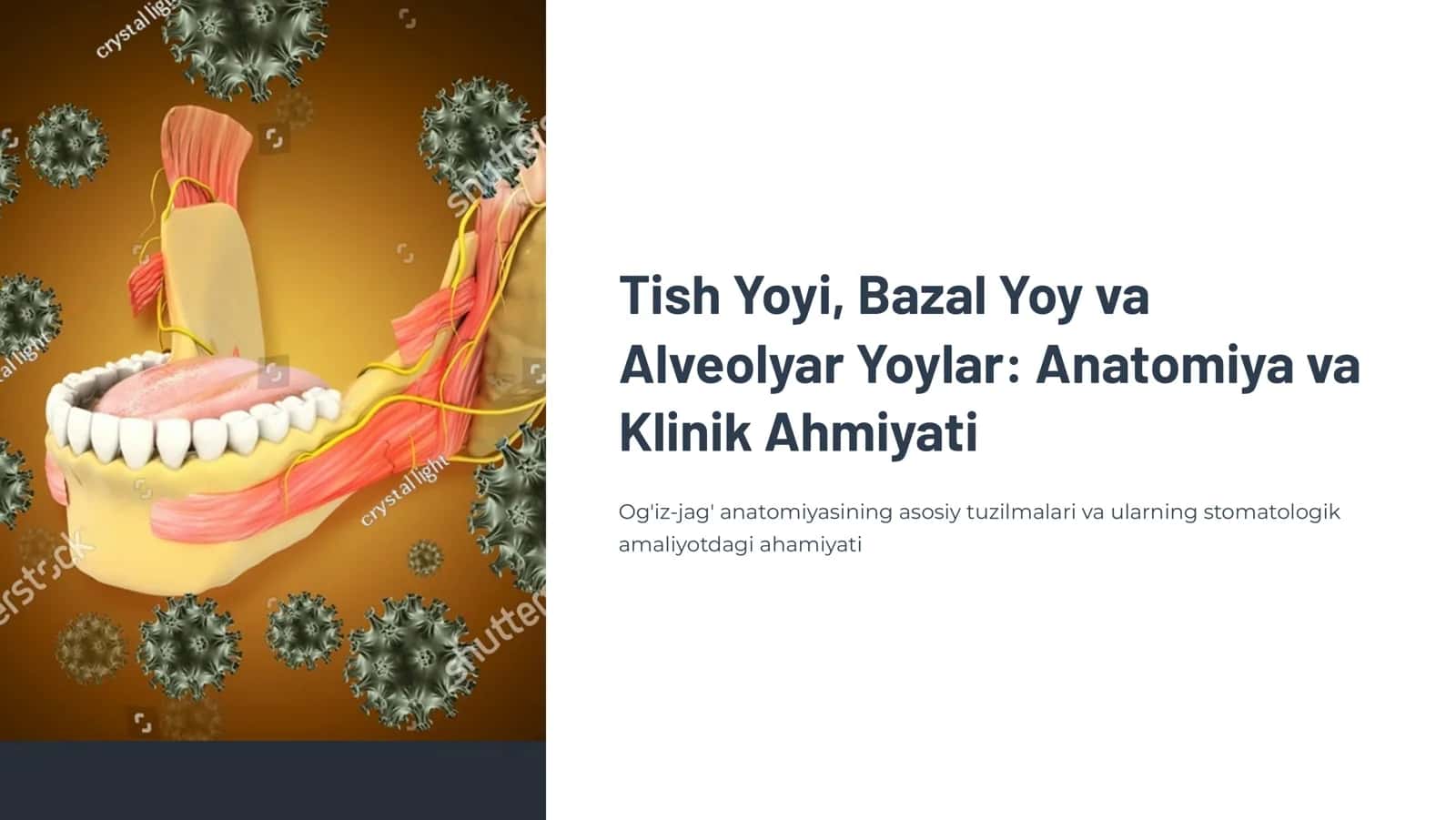 Tish yoyi, bazal yoy va alveolyar yoylar 1