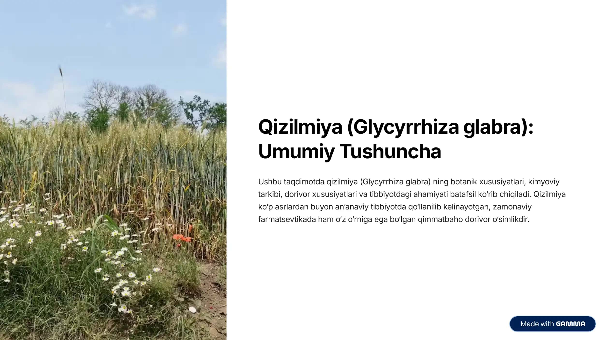 Qizilmiya-Glycyrrhiza-glabra-Umumiy-Tushuncha 1