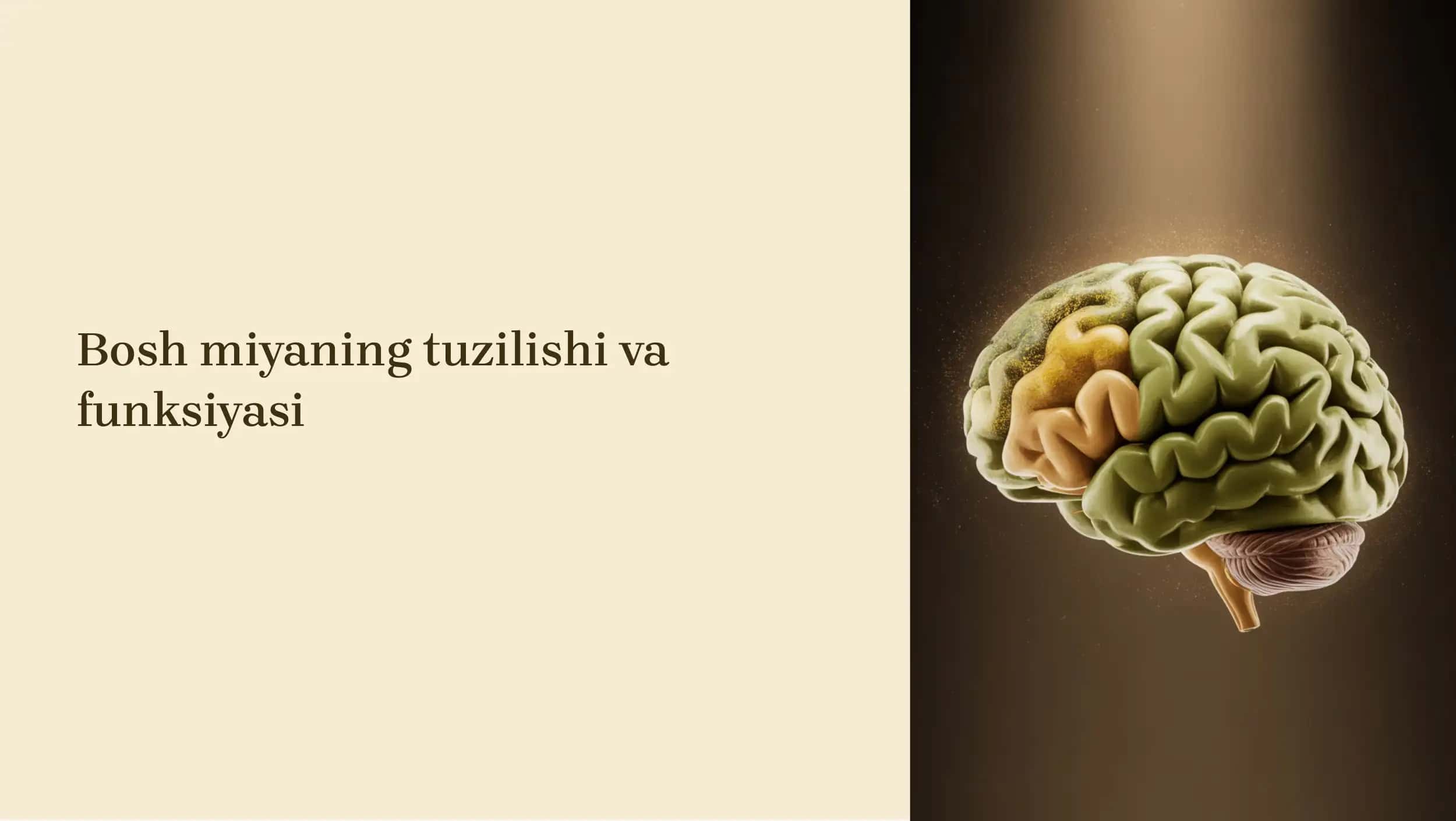 Bosh miya tuzilishi va funksiyasi 1