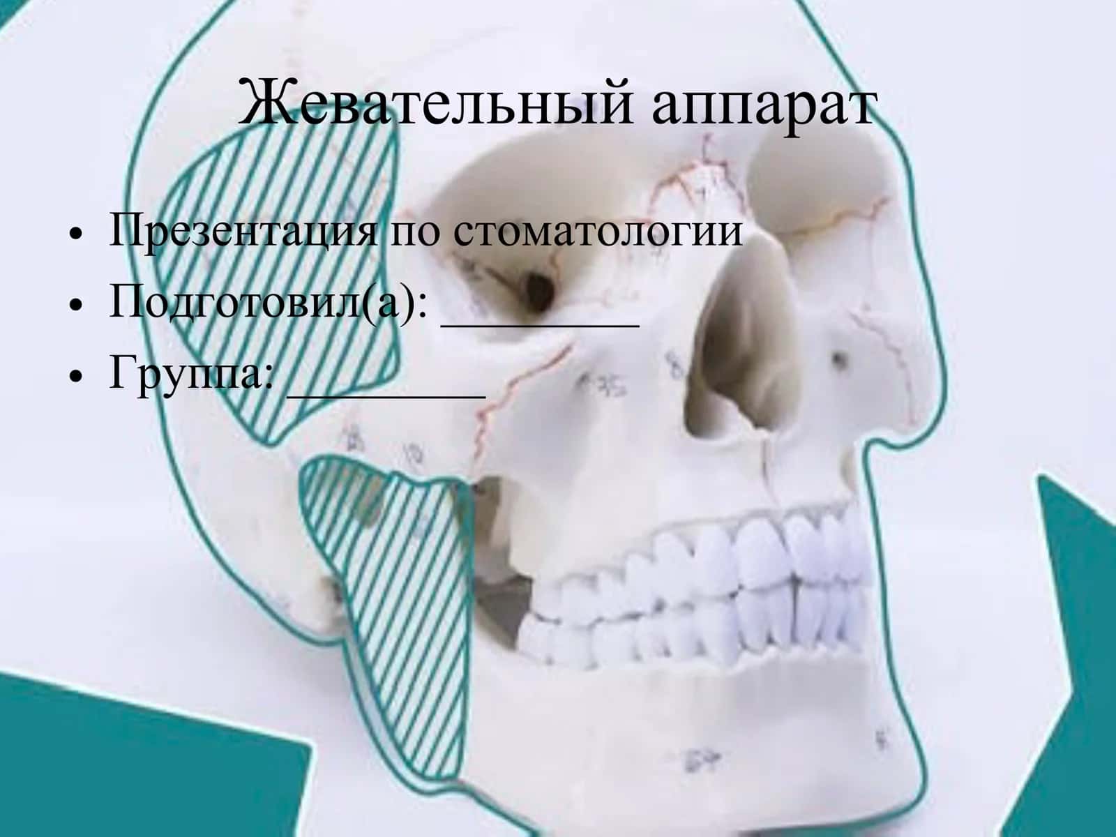 Жевательный аппарат 1