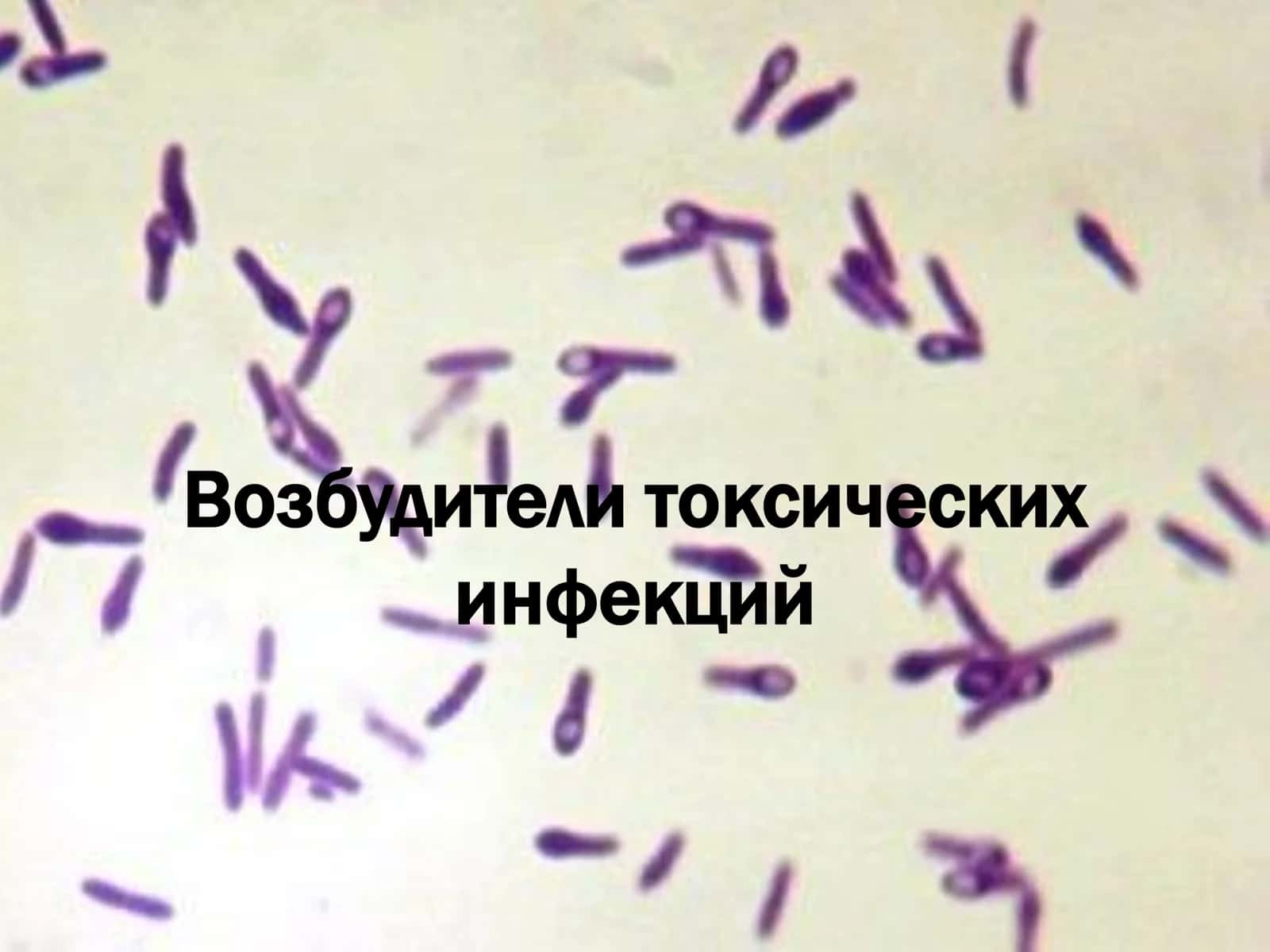 Возбудители токсических инфекций 1