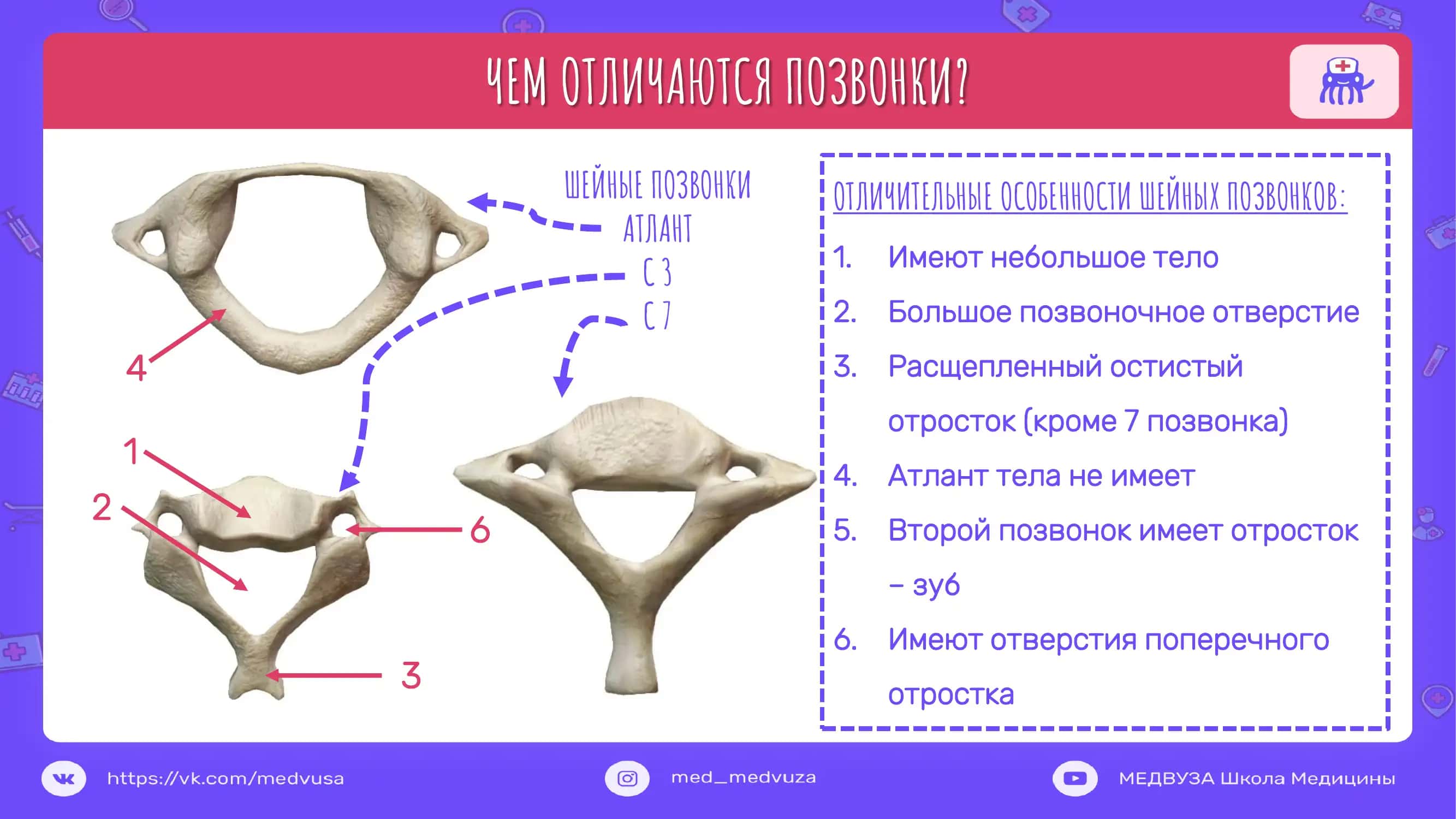 Шейные позвонки 1