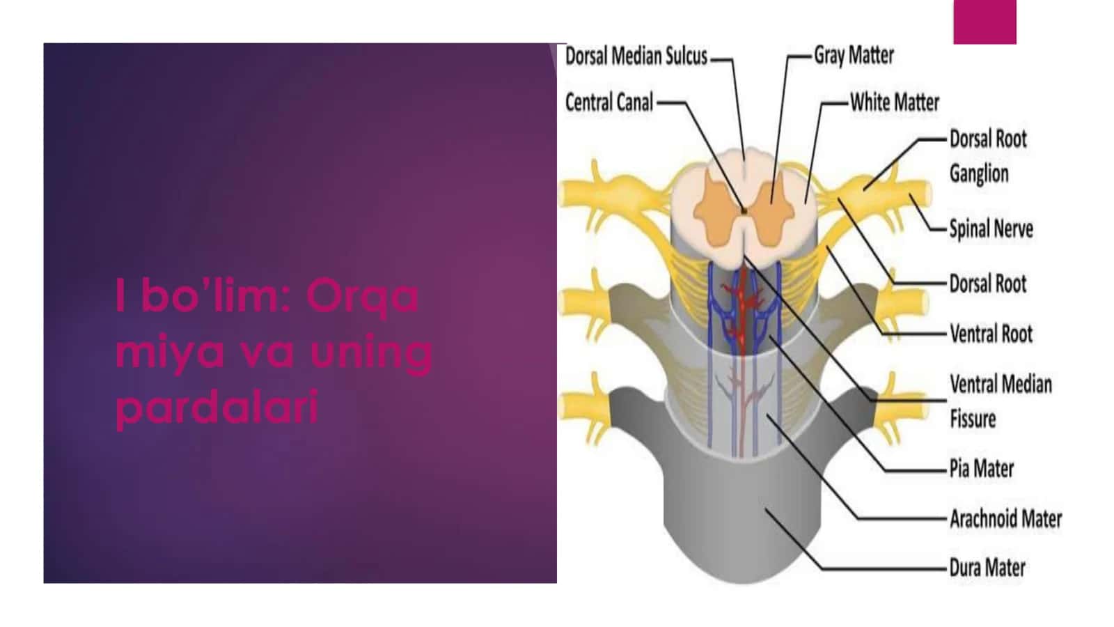 Orqa miya (Medulla spinalis) – umumiy tavsif 1