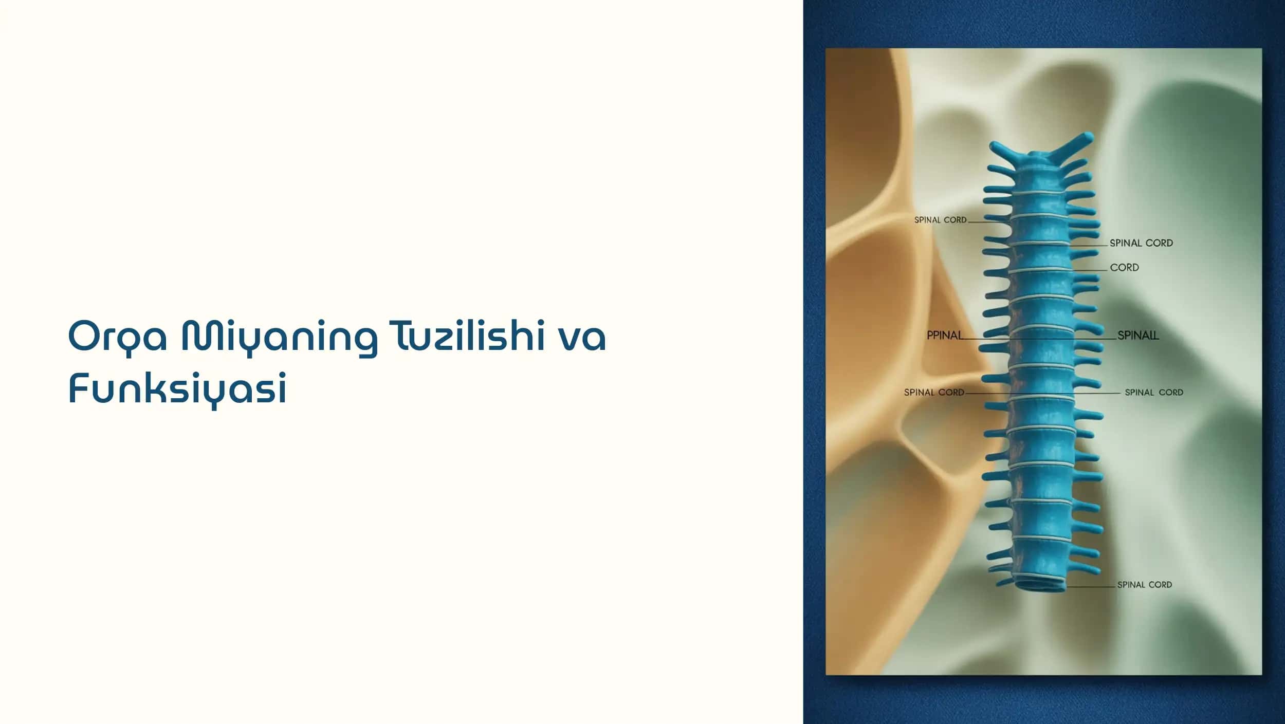 Orqa Miyaning Tuzilishi va Funksiyasi 1