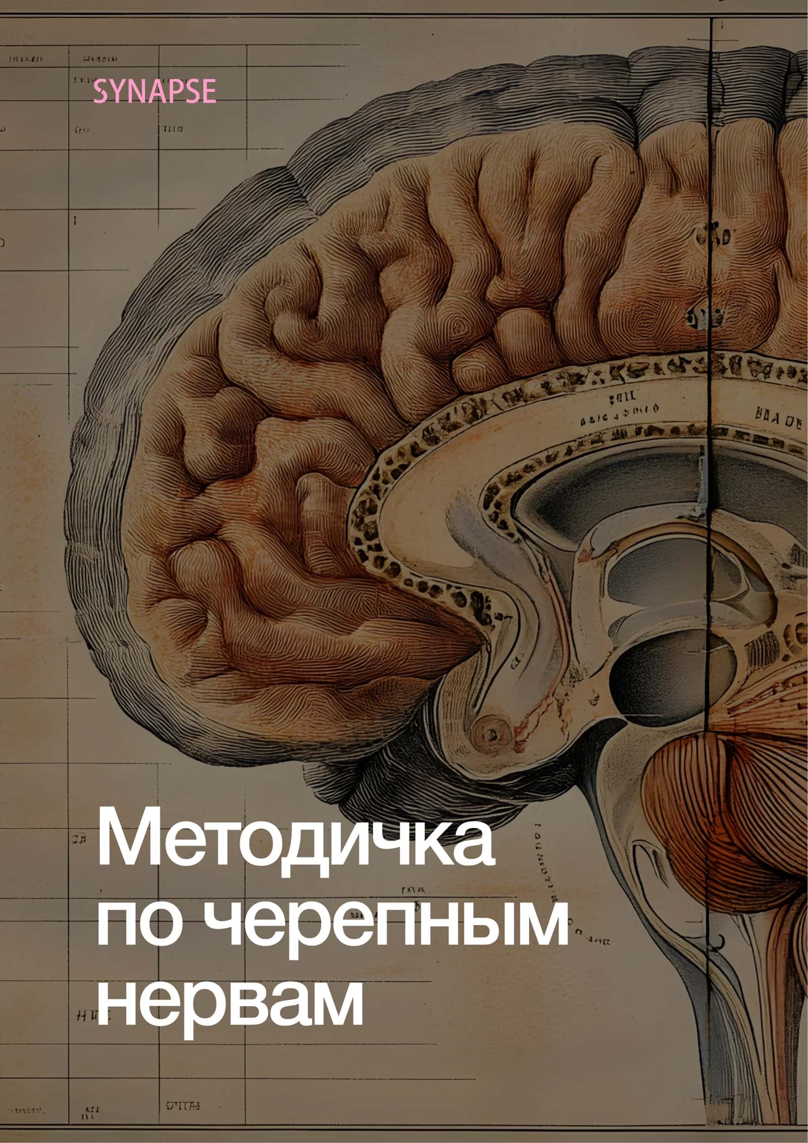 Методичка по черепным нервам 1