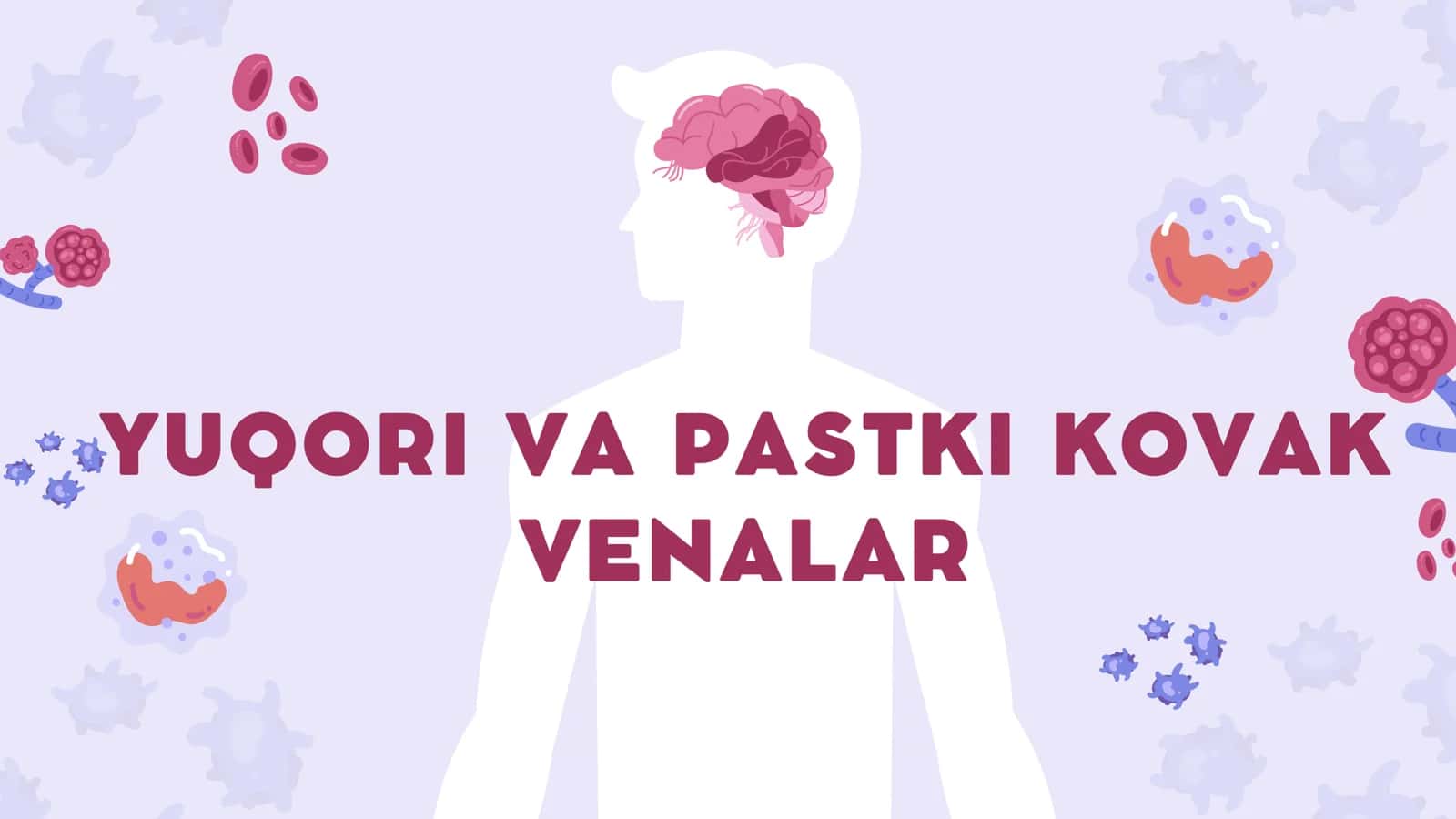 yuqori va pastki kovak venalar 1