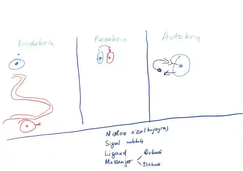 signal transduction
