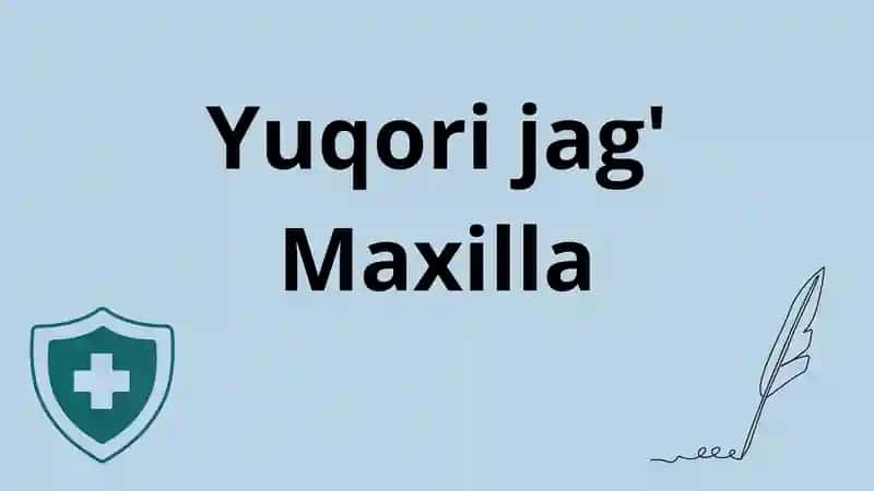 Yuqori jag‘ anatomiyasi Maxilla