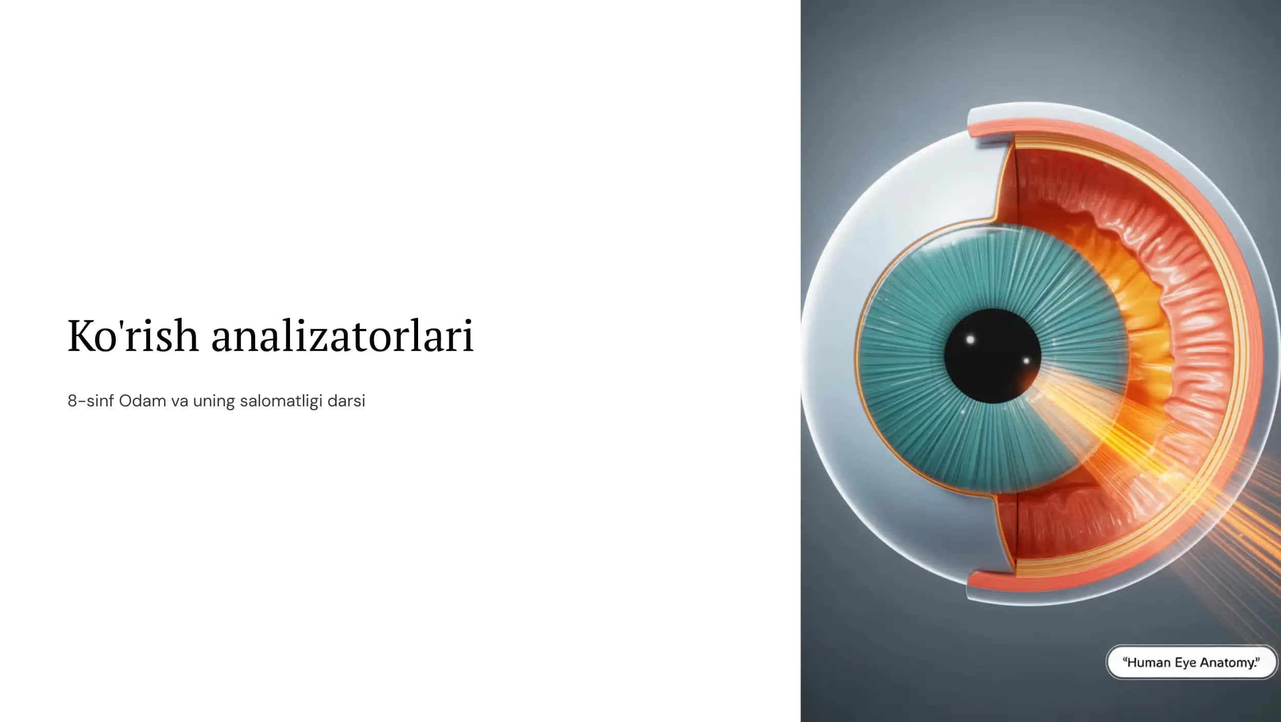 Ko'rish analizatorlari 1